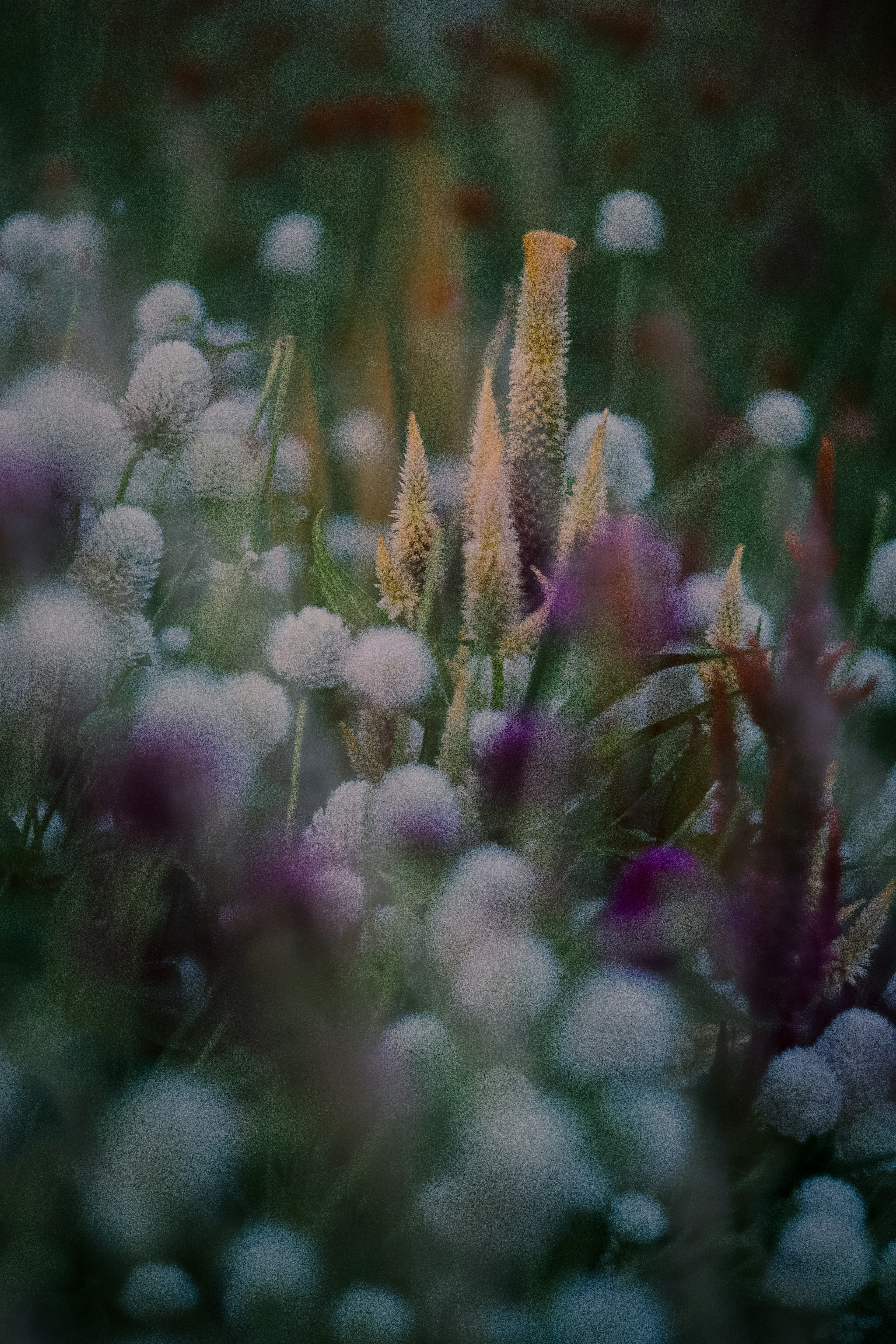 Einzigartige Pflanzen, die zwischen bunten Blumen auf einer Wiese stehen