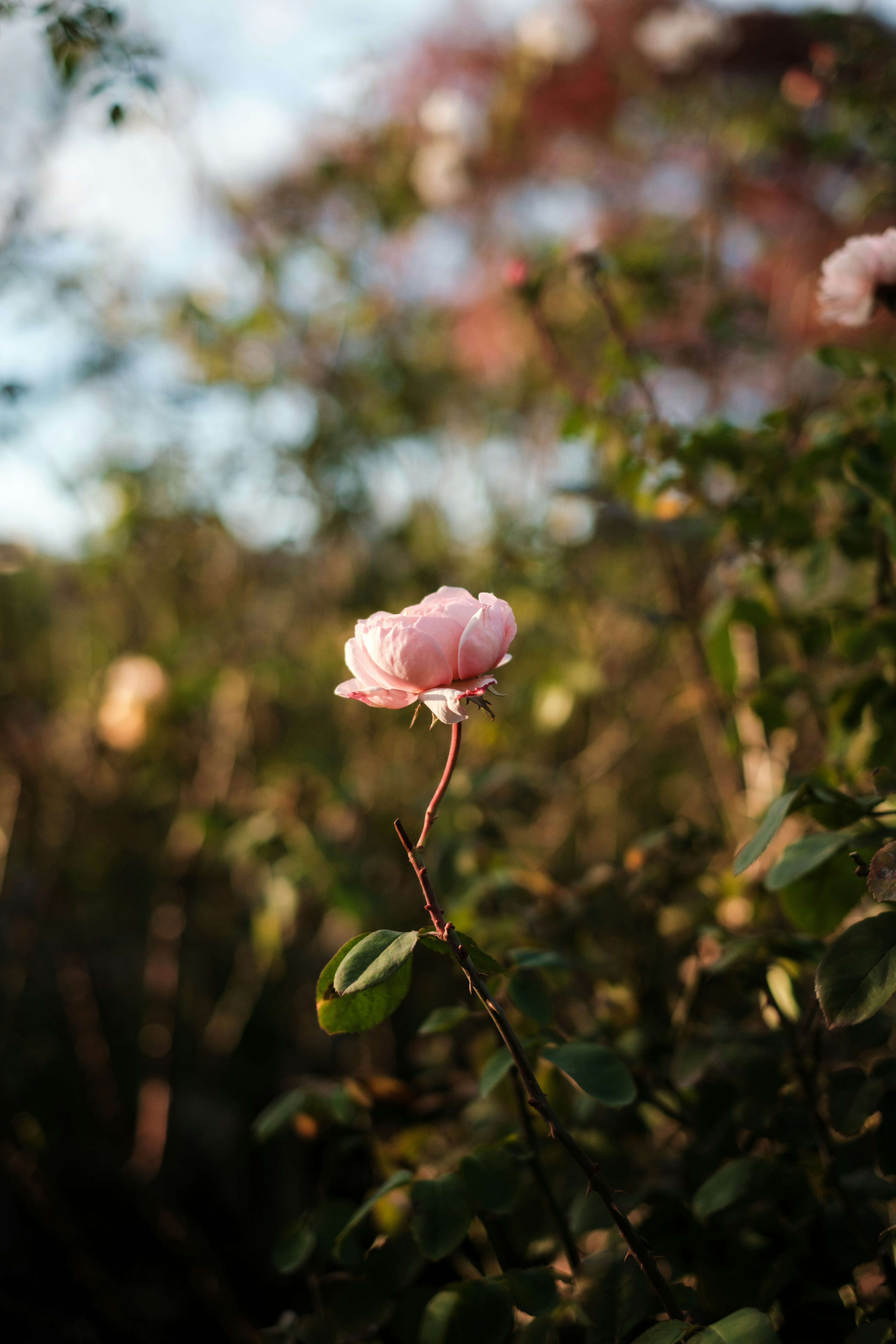 Una rosa rosa pálido destaca entre las hojas verdes de fondo