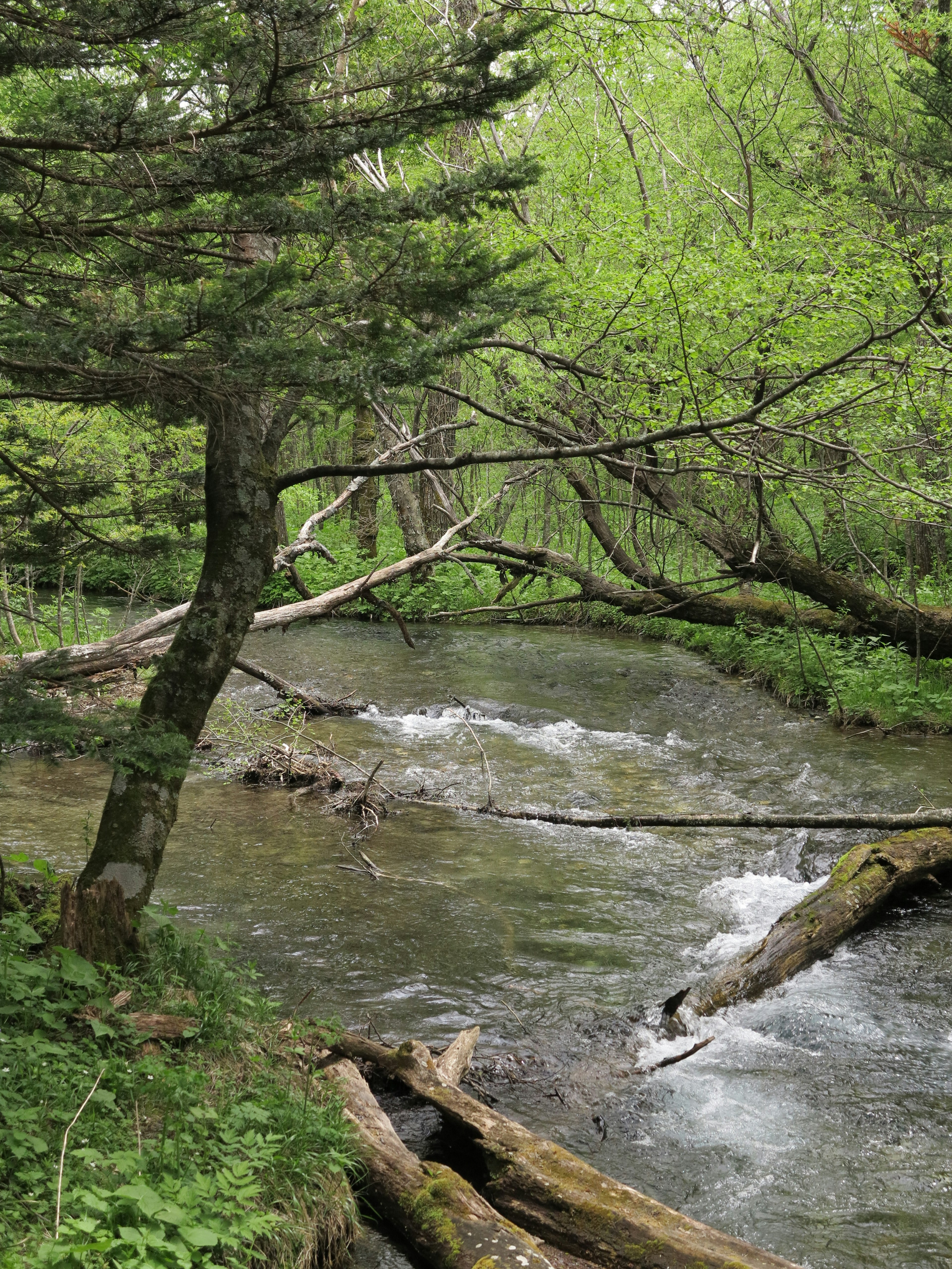 Ein ruhiger Bach, der durch einen üppigen grünen Wald mit umgestürzten Baumstämmen fließt