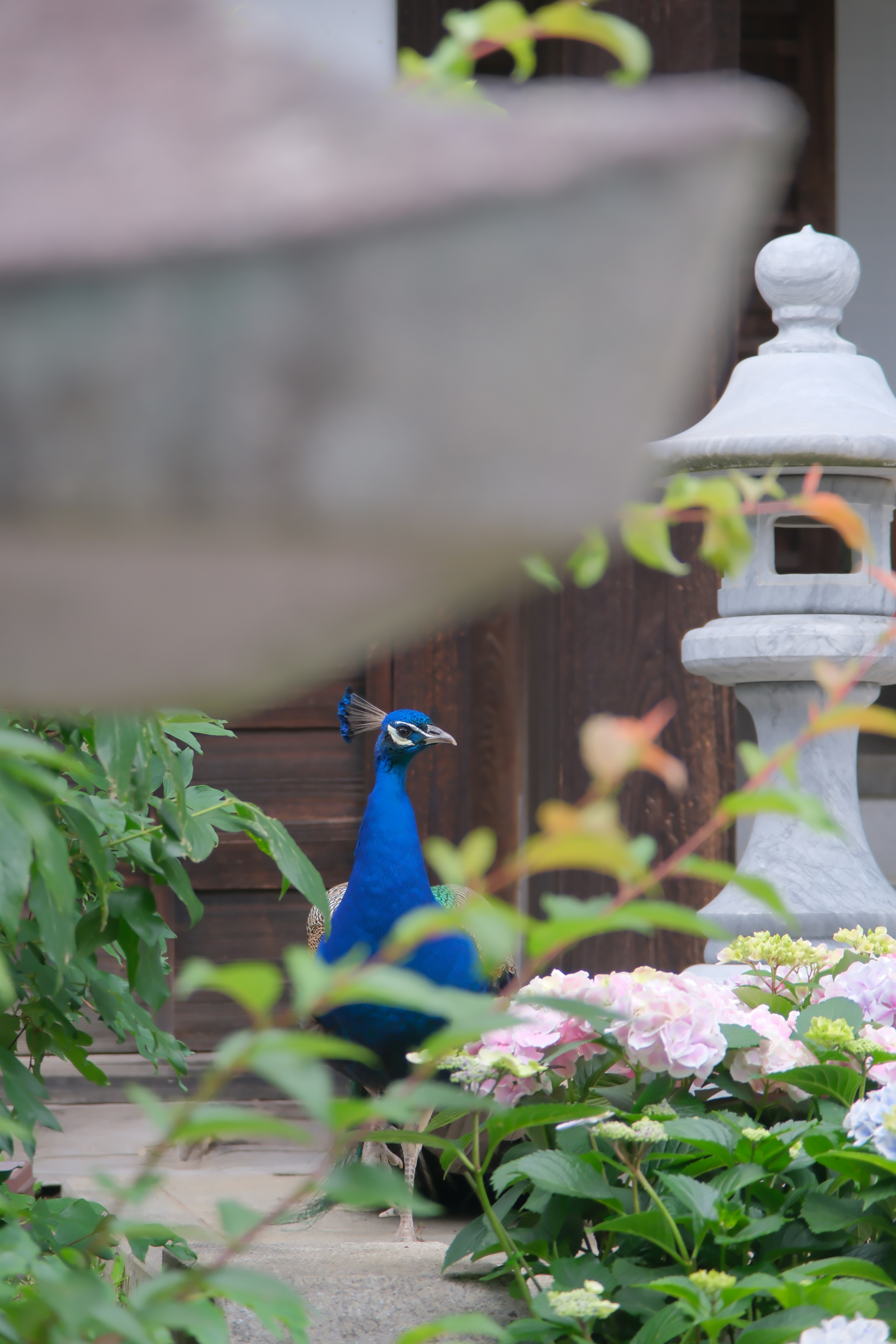 Un pavone blu tra i fiori in un giardino