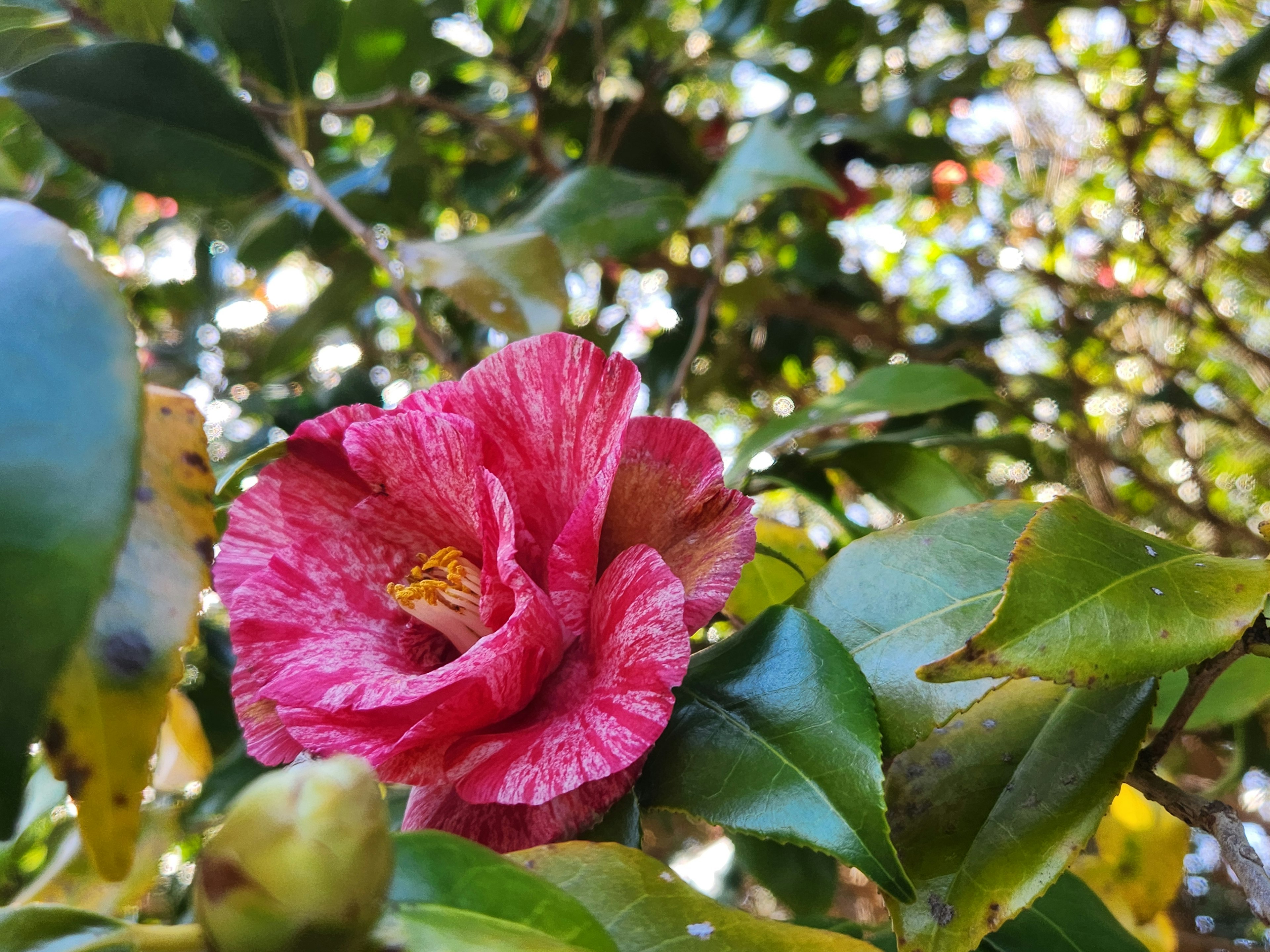 Sebuah bunga pink yang indah dikelilingi oleh daun hijau