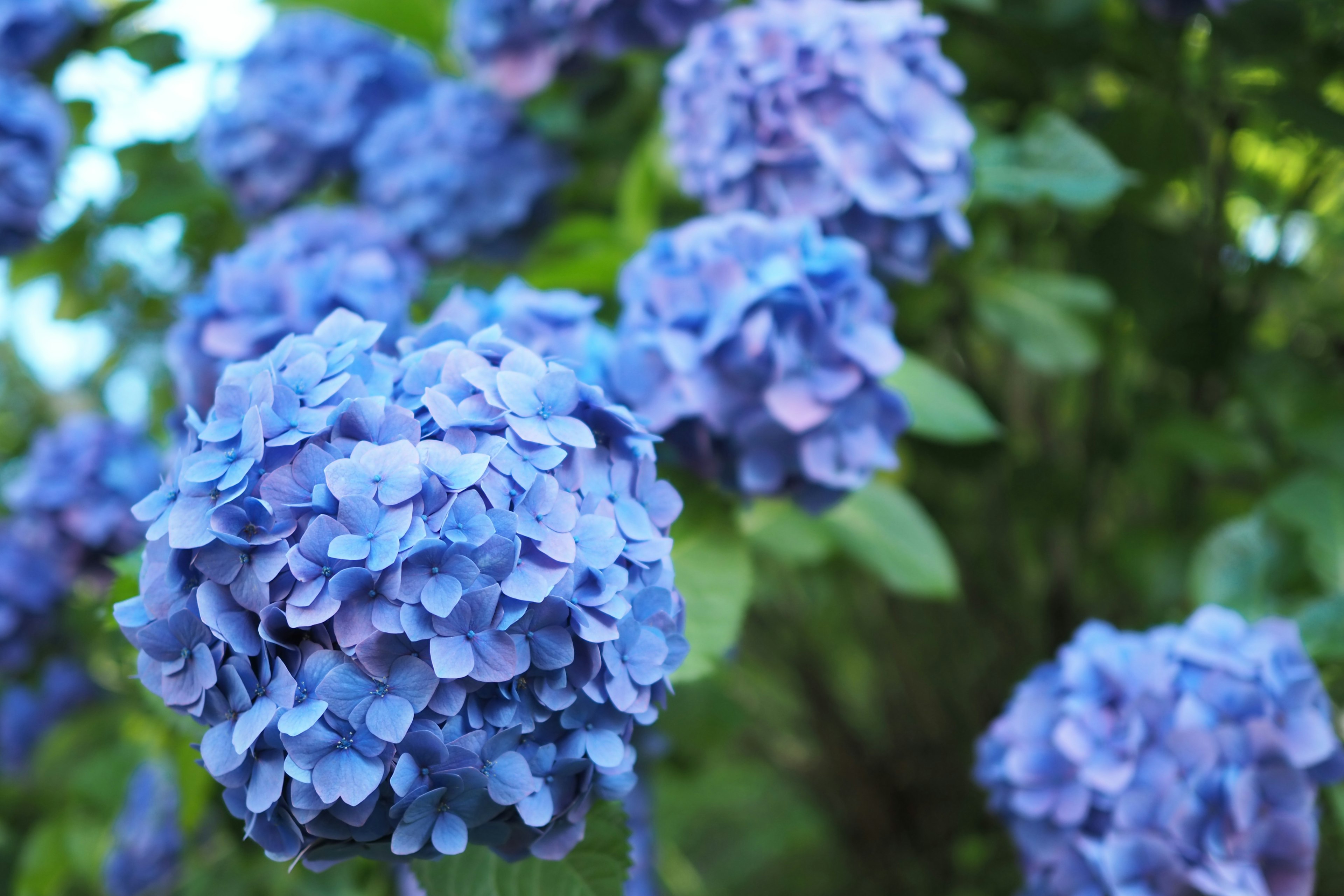 Bunga hortensia biru yang mekar dengan daun hijau subur