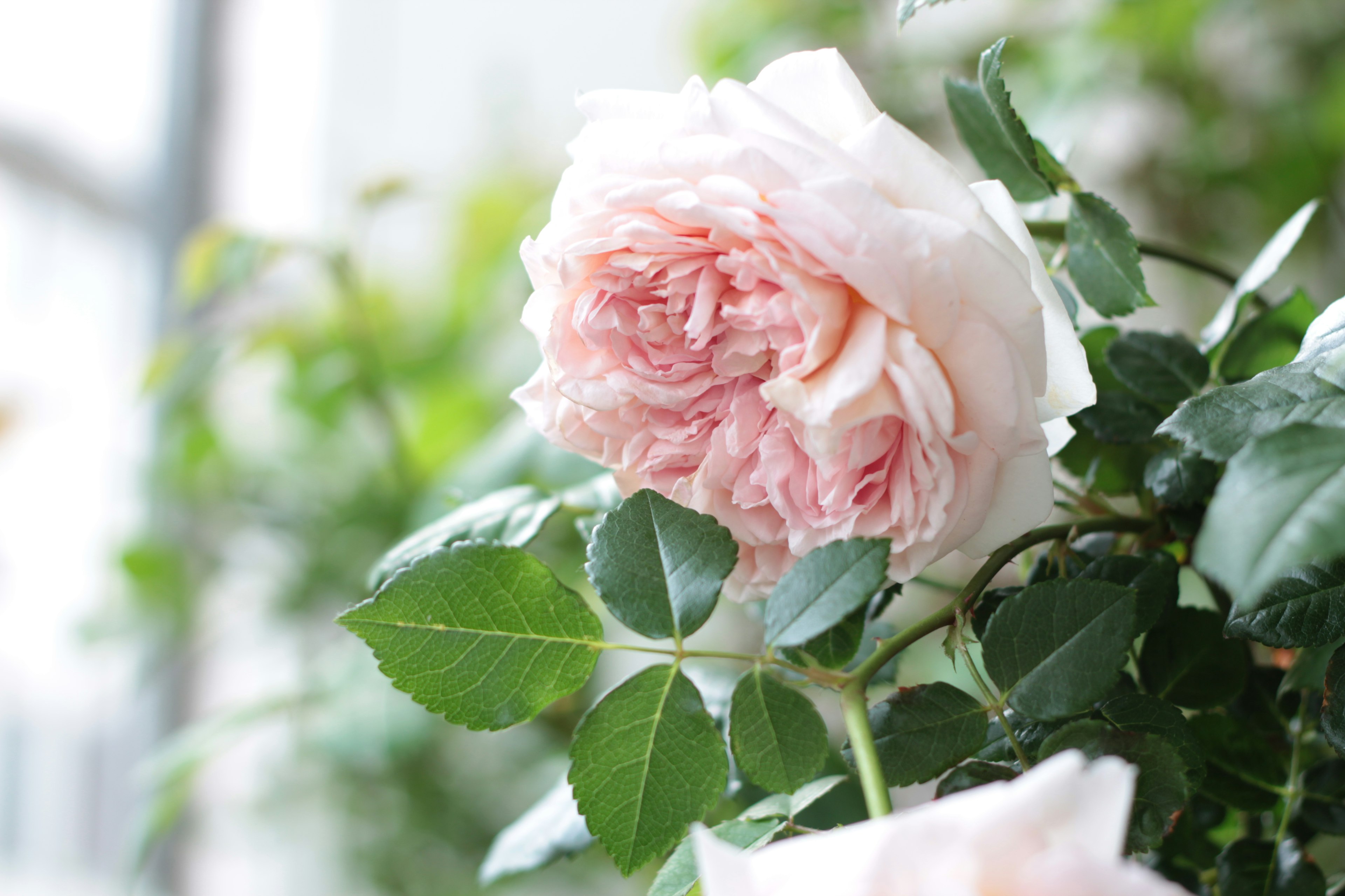 A pale pink rose surrounded by green leaves