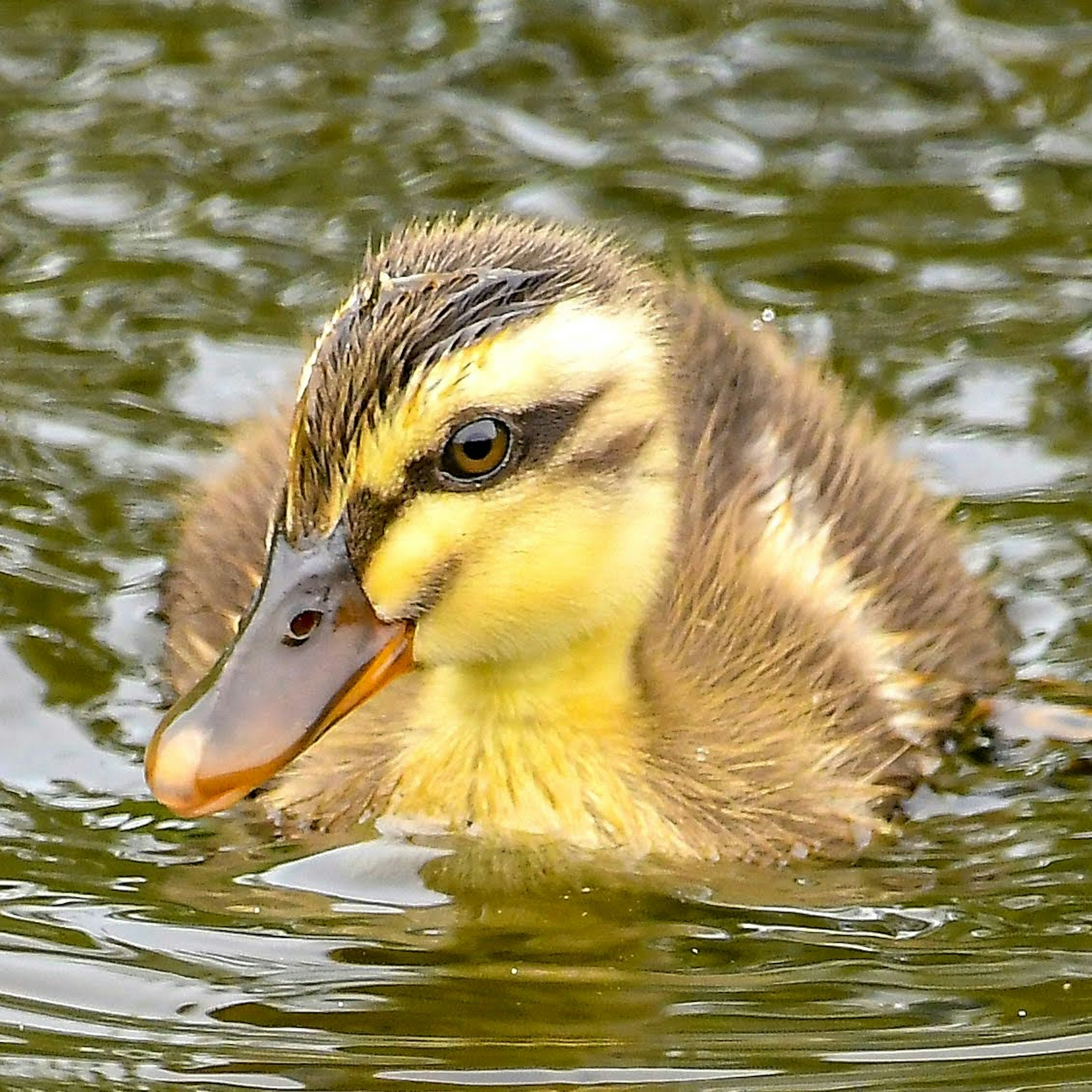 Nahaufnahme eines Entenkükens, das im Wasser schwimmt