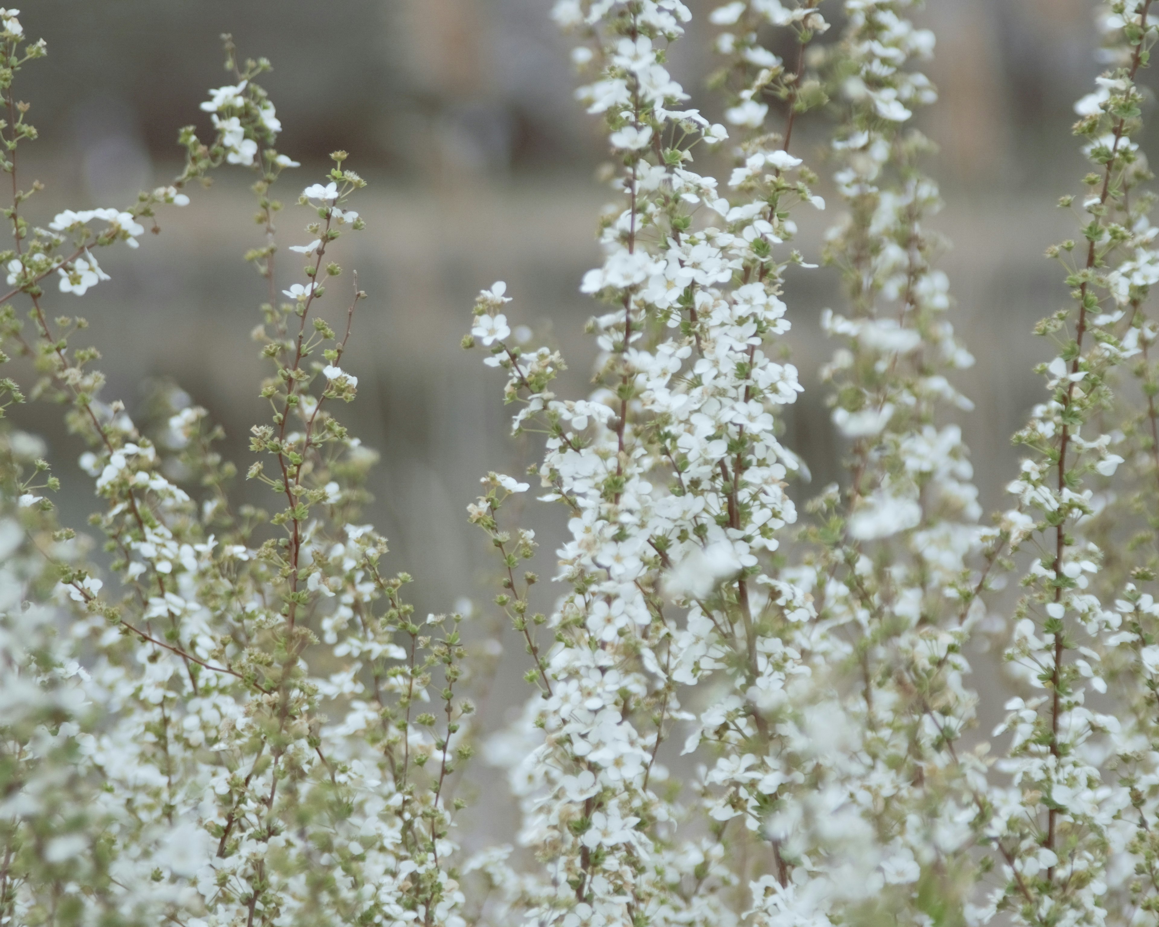 白い花が咲く植物のクローズアップ背景がぼやけた