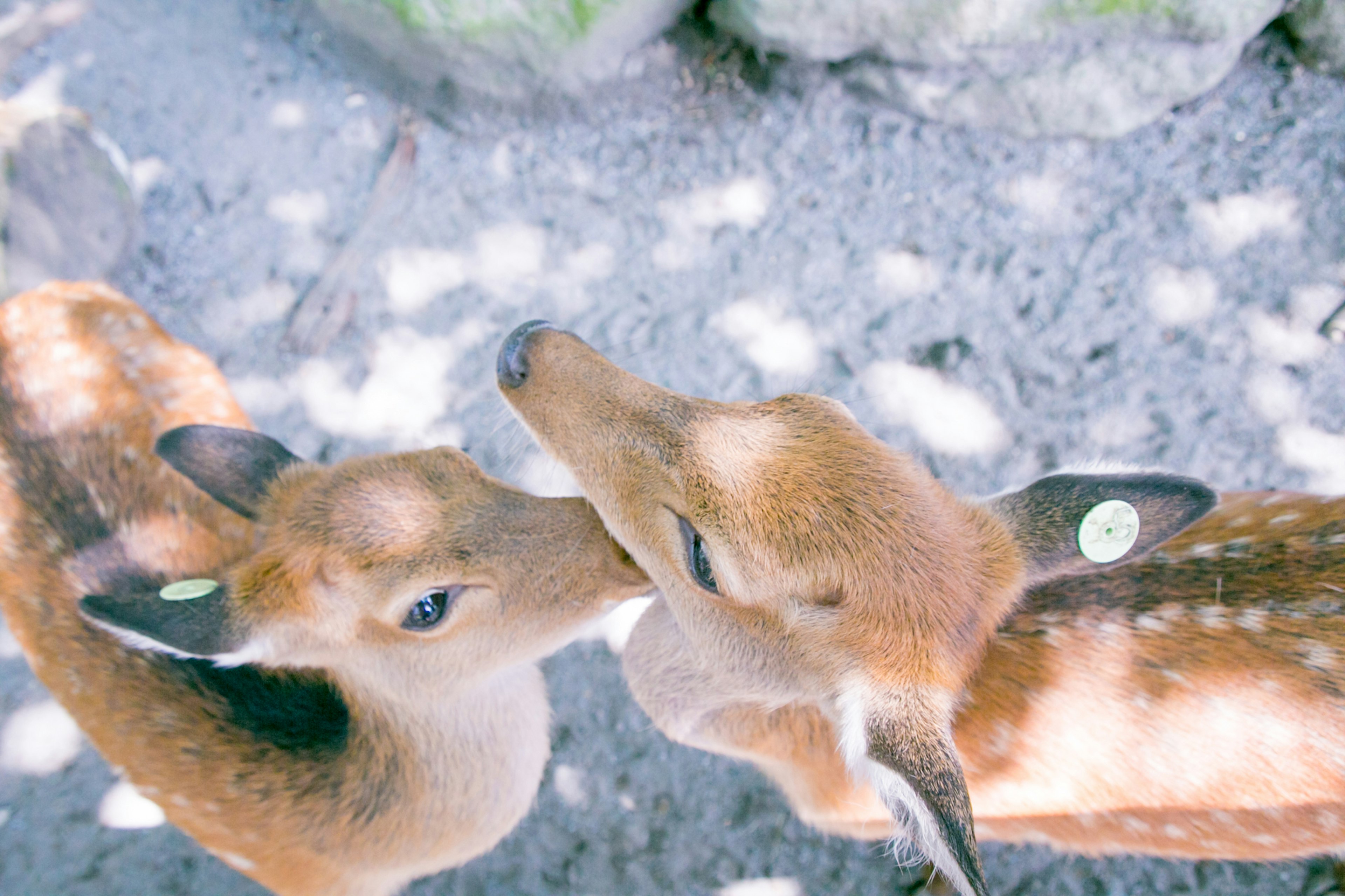 Two fawns nuzzling each other in a sunny setting