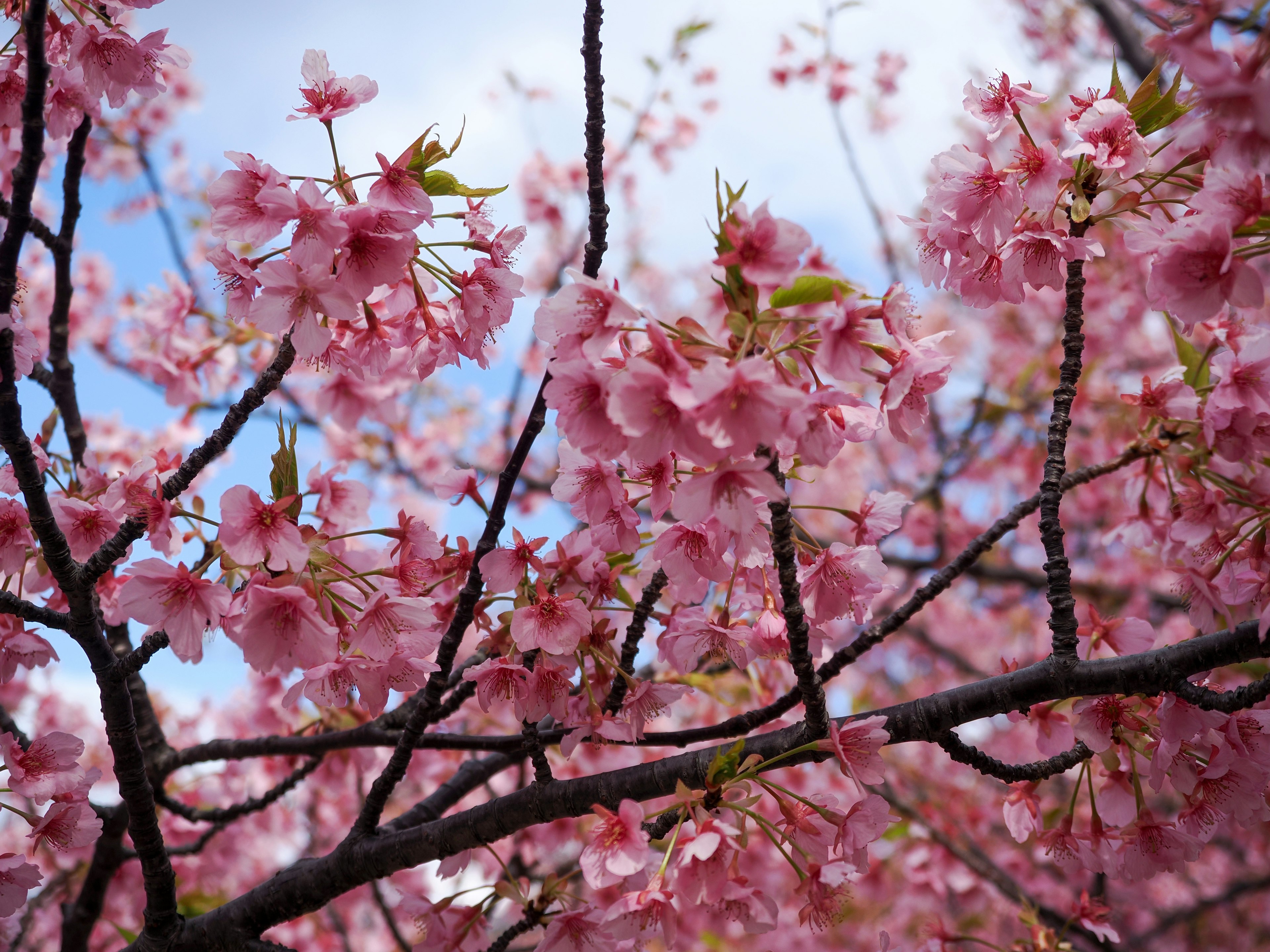 Close-up of cherry blossoms on branches against a blue sky