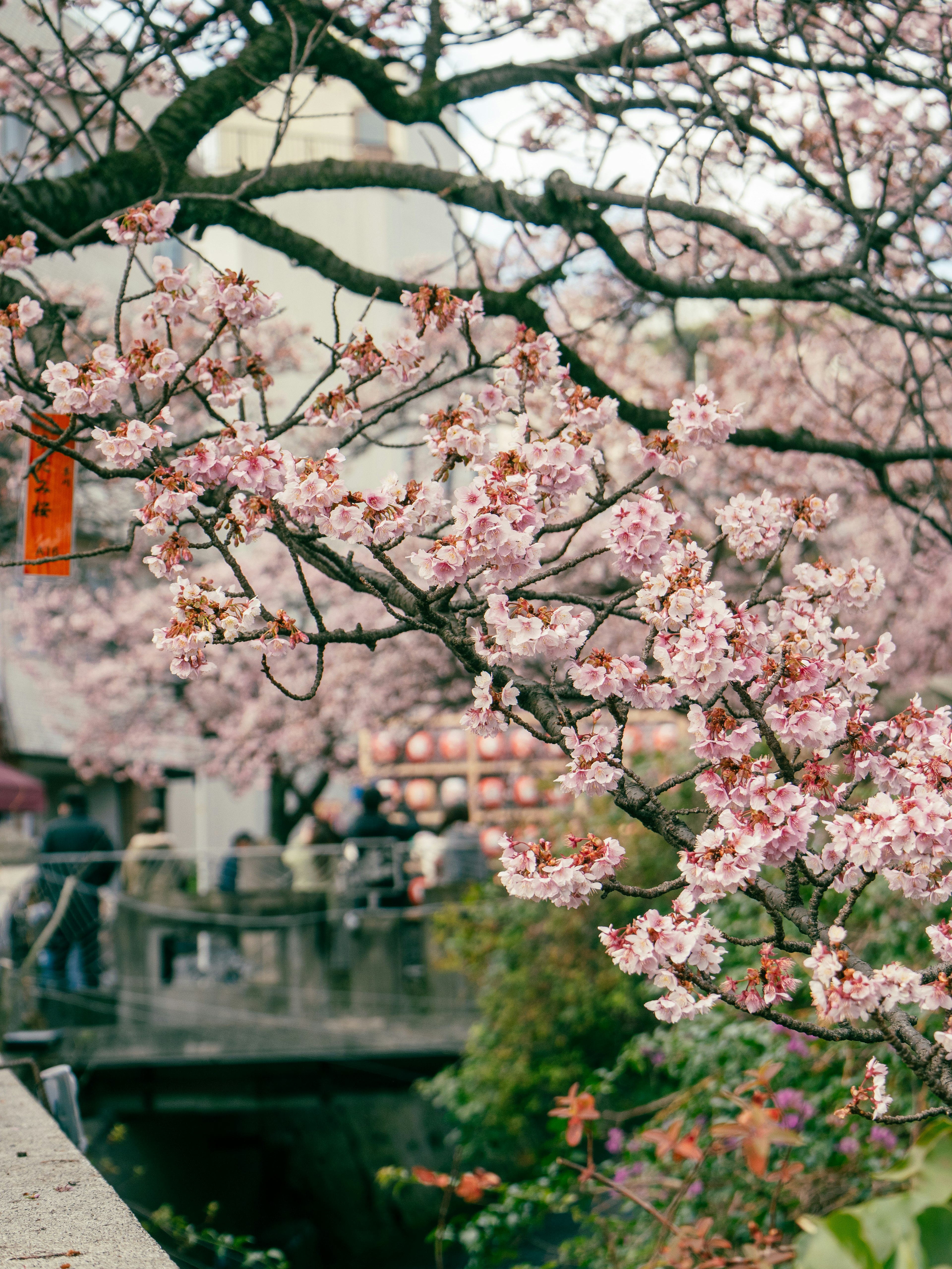 Pohon sakura yang mekar dengan orang-orang berkumpul di jembatan