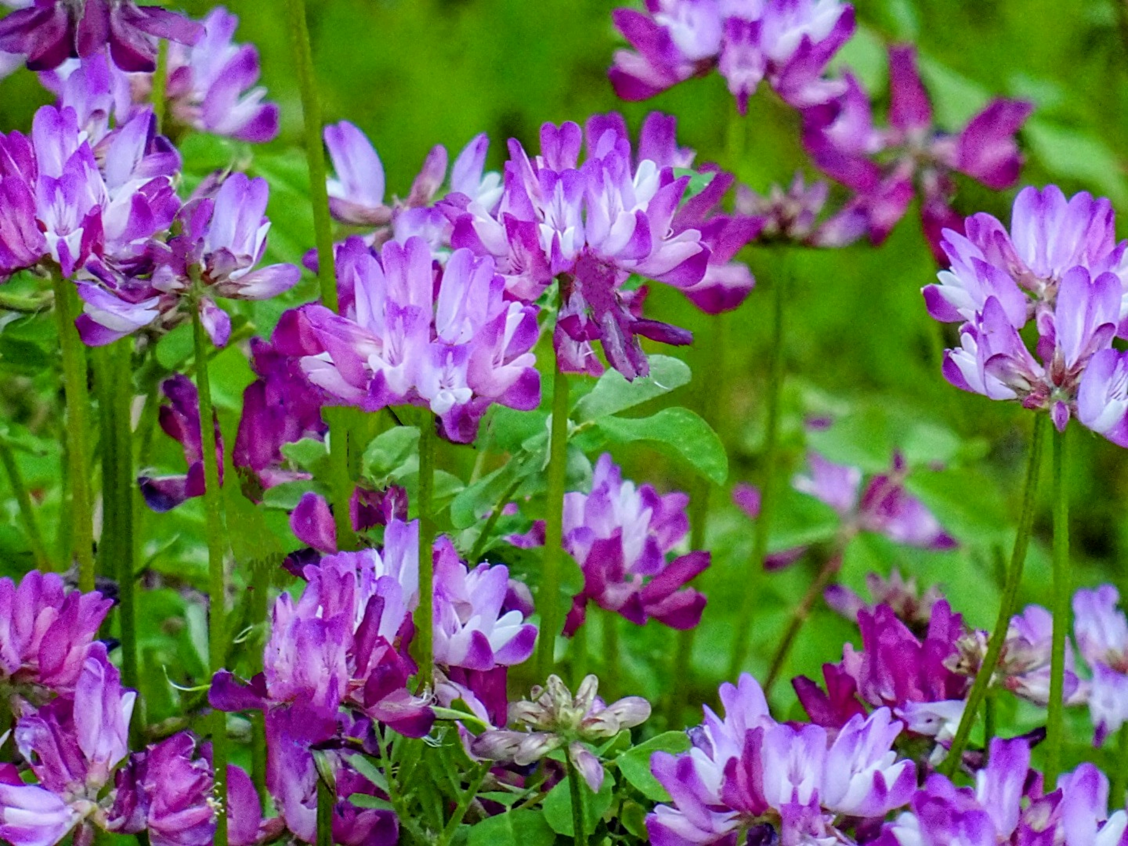 Un champ de fleurs violettes vibrantes fleurissant parmi un feuillage vert luxuriant