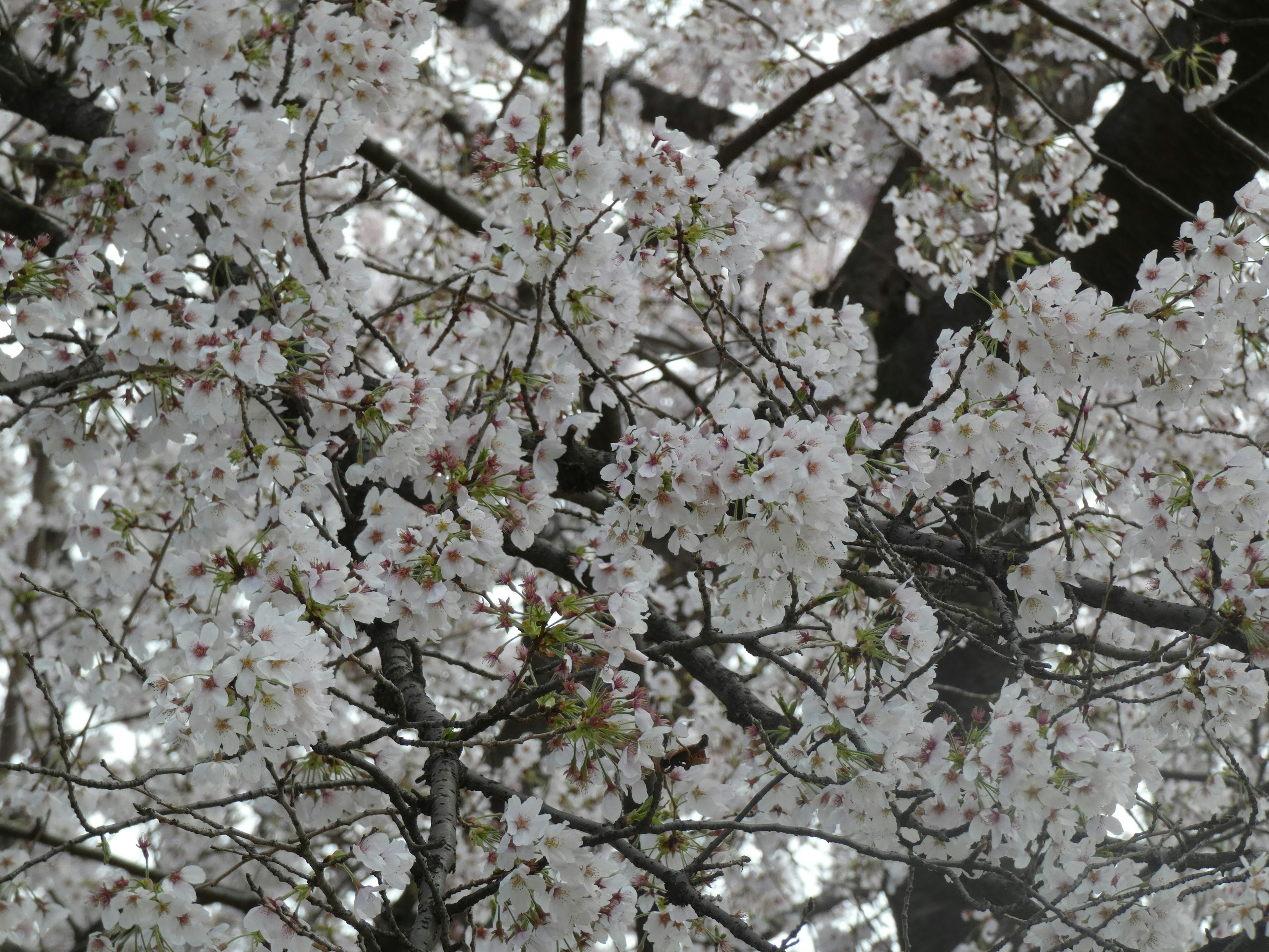 白い桜の花が咲いている枝のクローズアップ