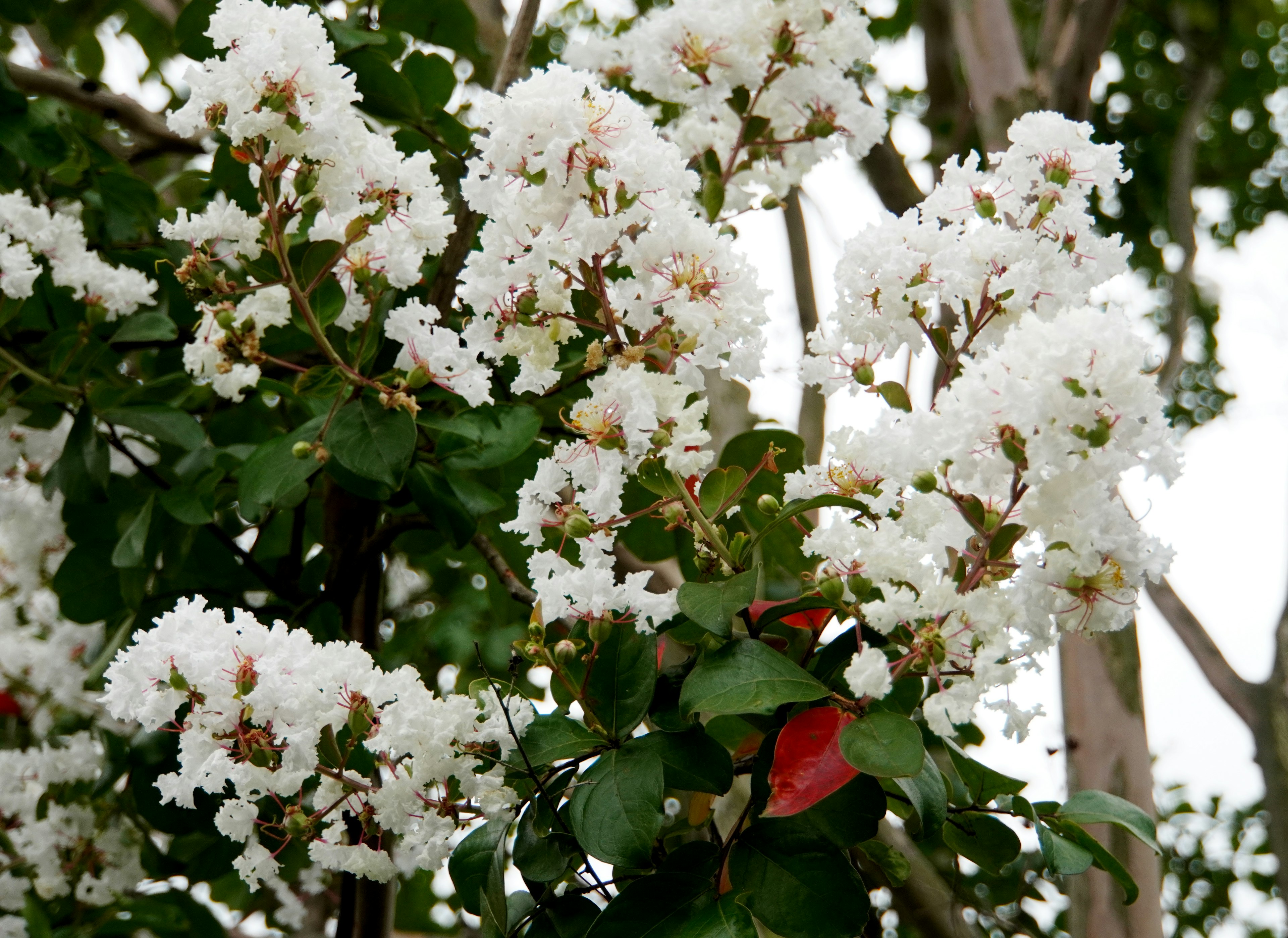 Gros plan d'une branche avec des fleurs blanches en fleurs