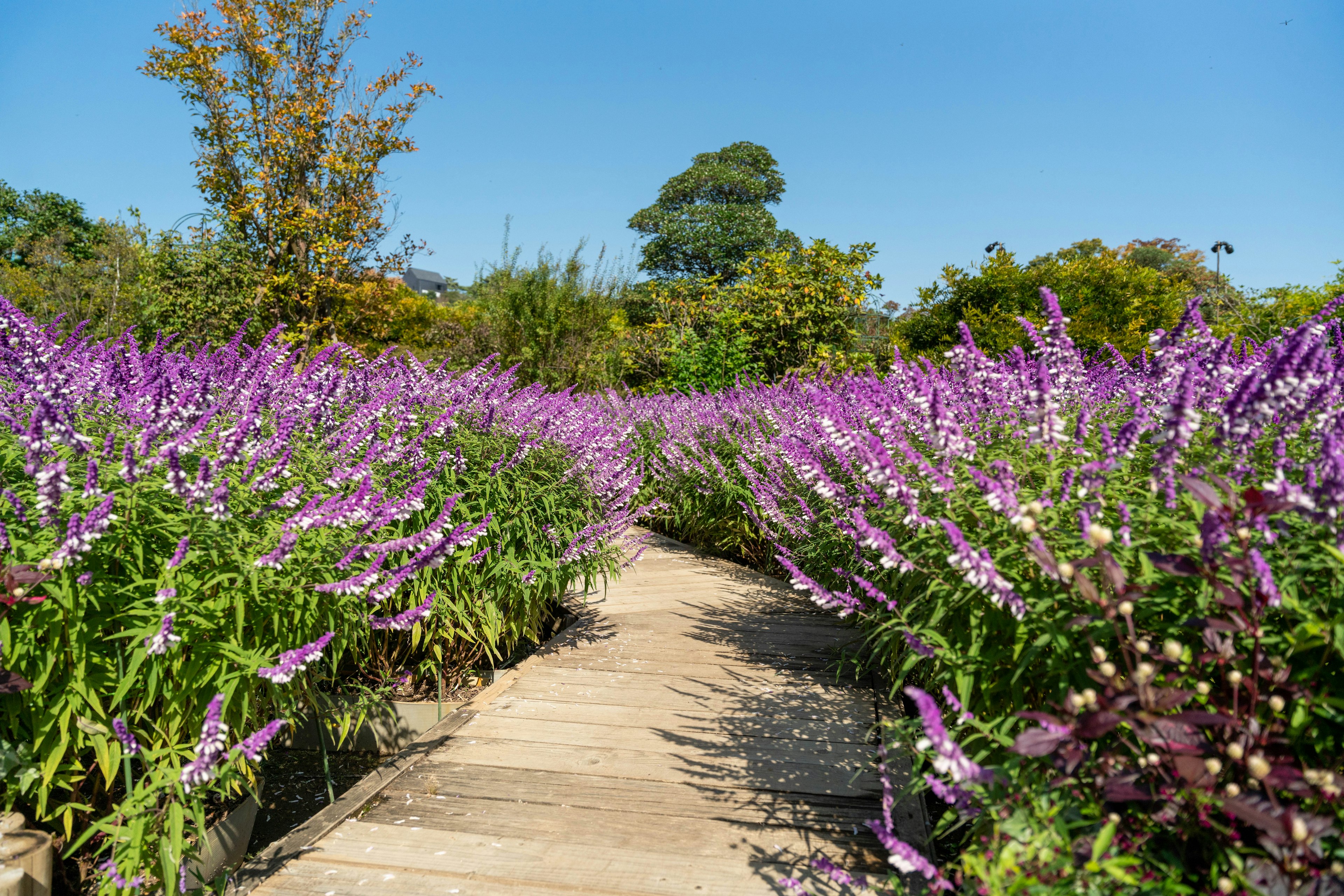 Sentier entouré de fleurs violettes vibrantes sous un ciel bleu clair