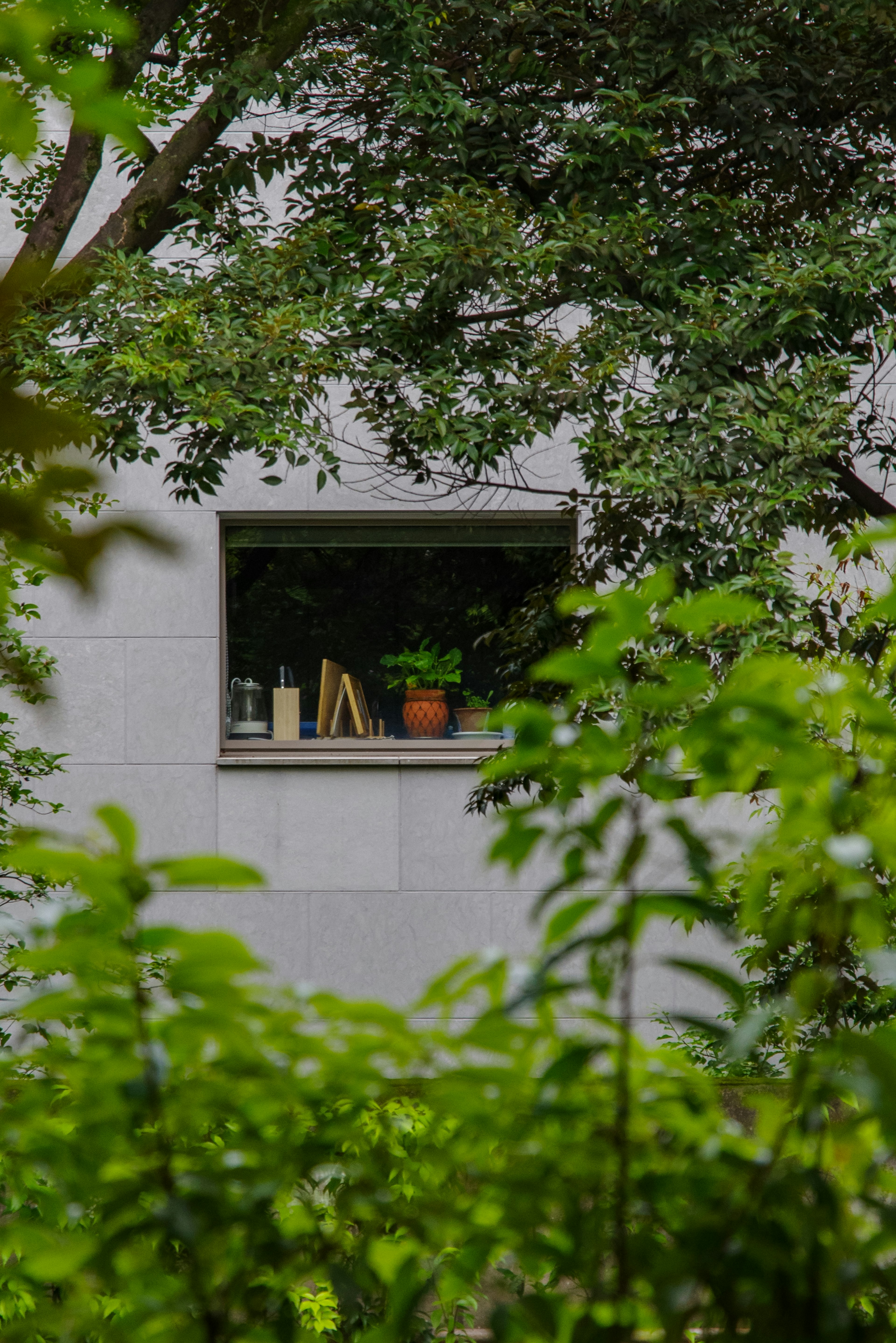 Ein Fenster, umgeben von Grün, das eine kleine Pflanze und Bücher auf einem Regal zeigt