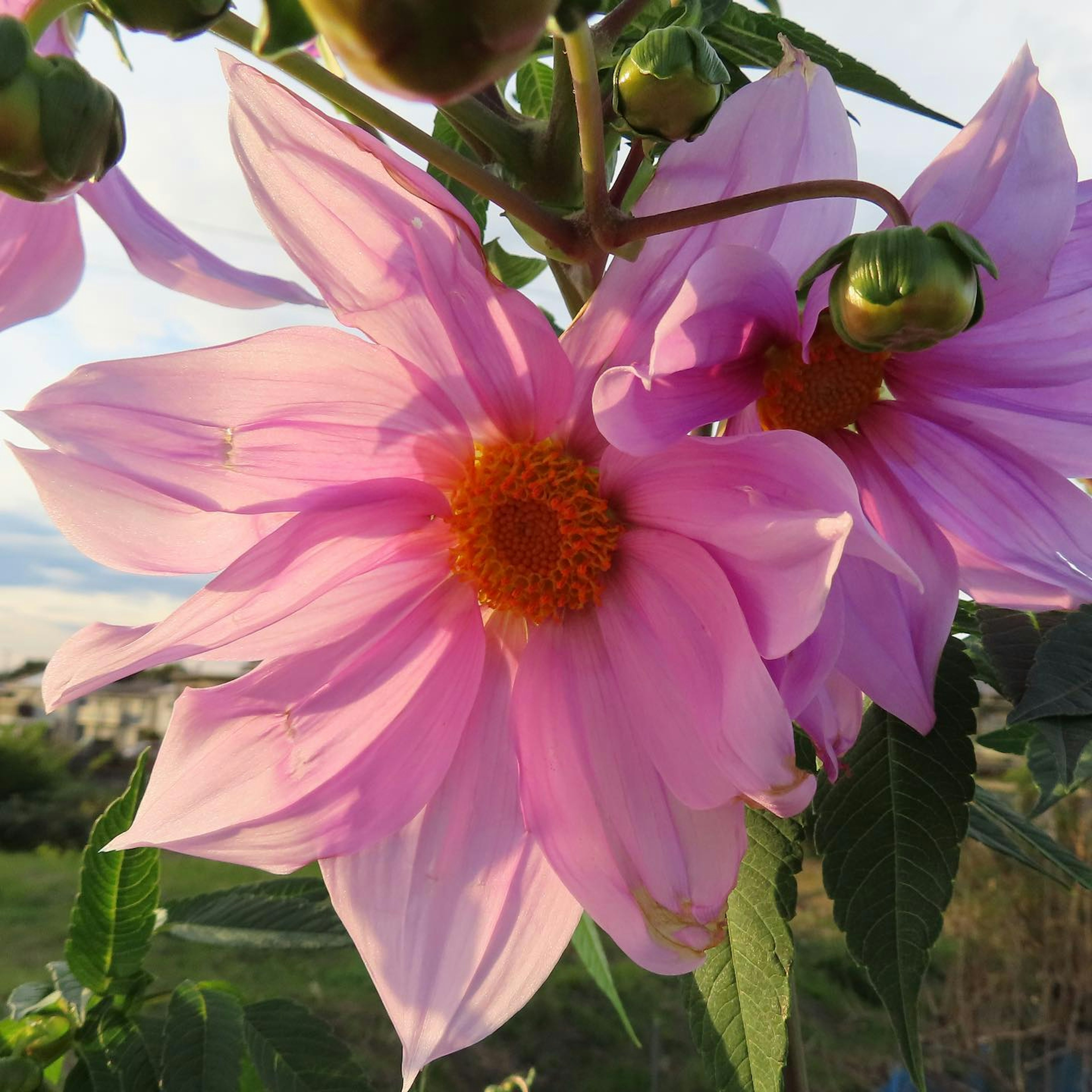 Close-up bunga pink cerah yang mekar pada tanaman