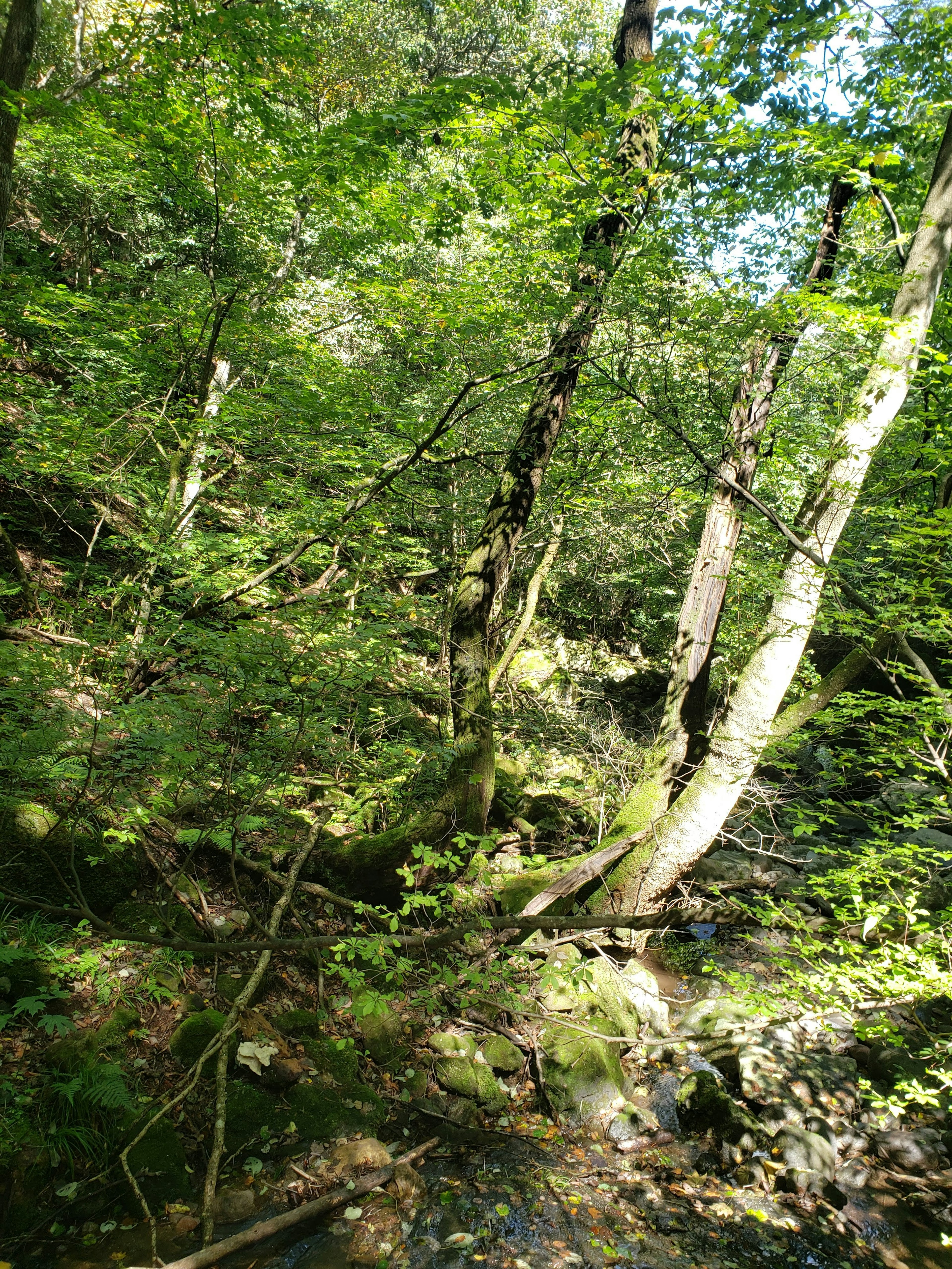 Scena forestale lussureggiante con alberi e luce filtrata