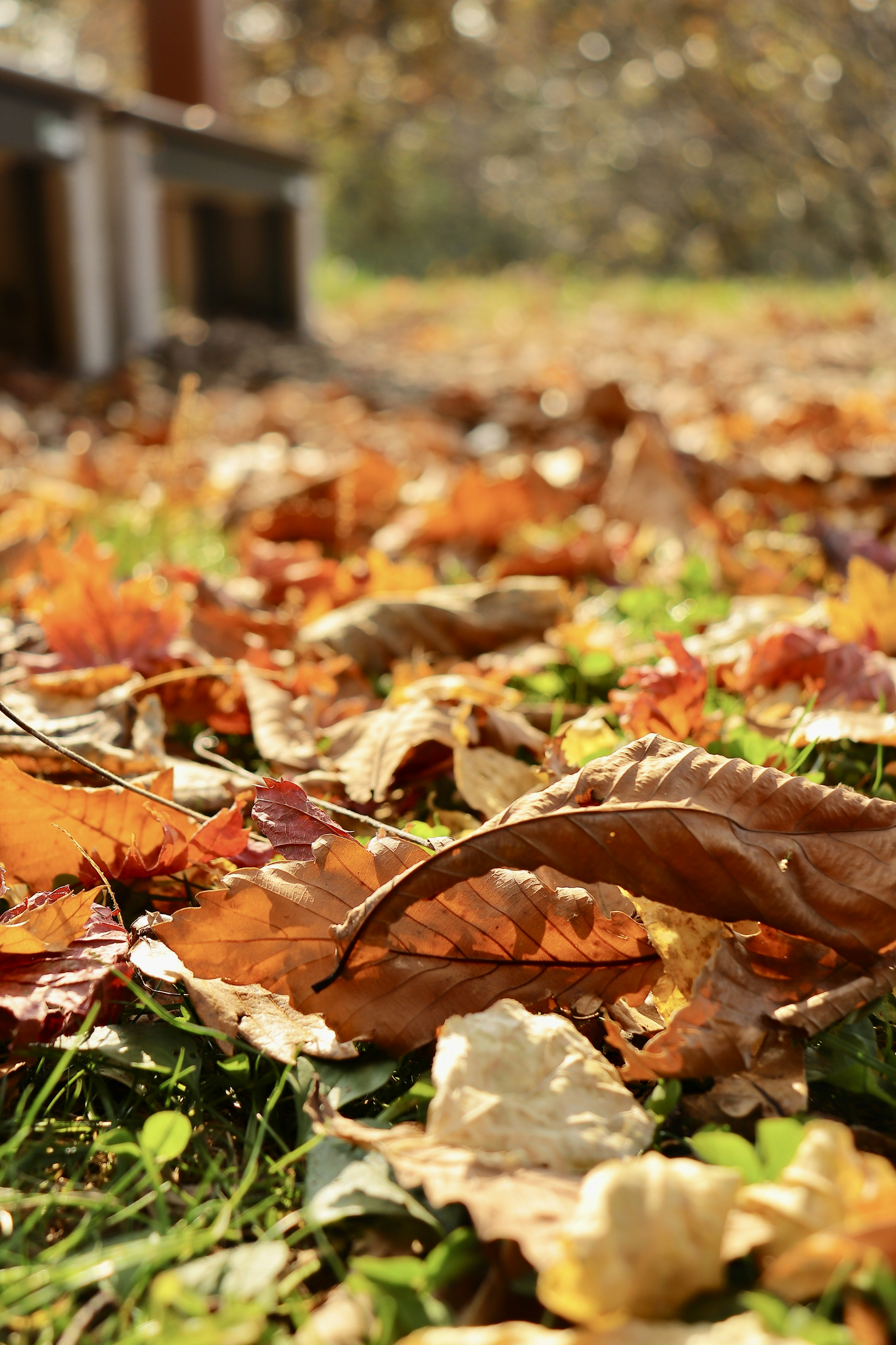 Hojas de otoño esparcidas por el suelo