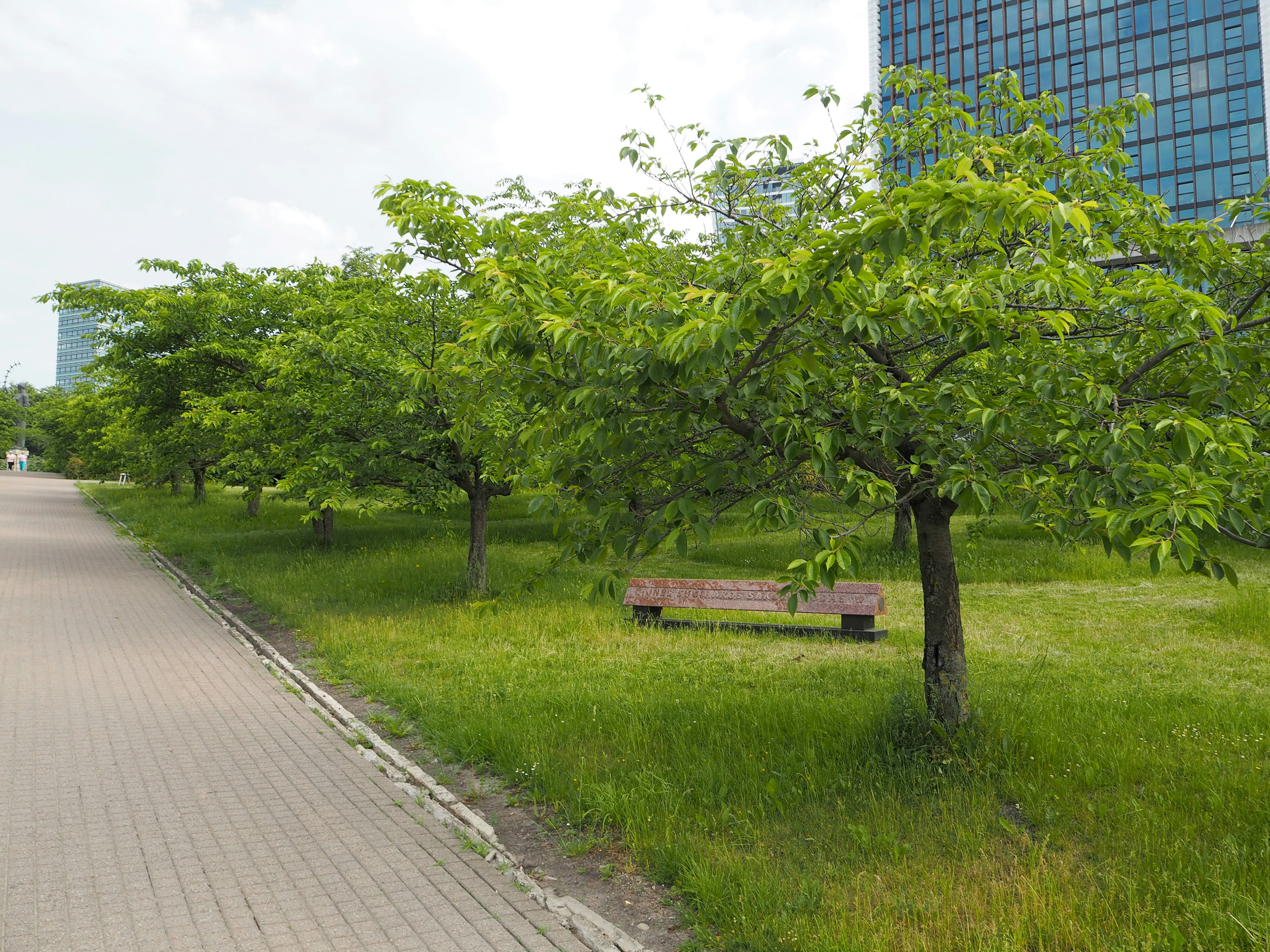 Scène de parc avec des arbres verts luxuriants et un chemin pavé