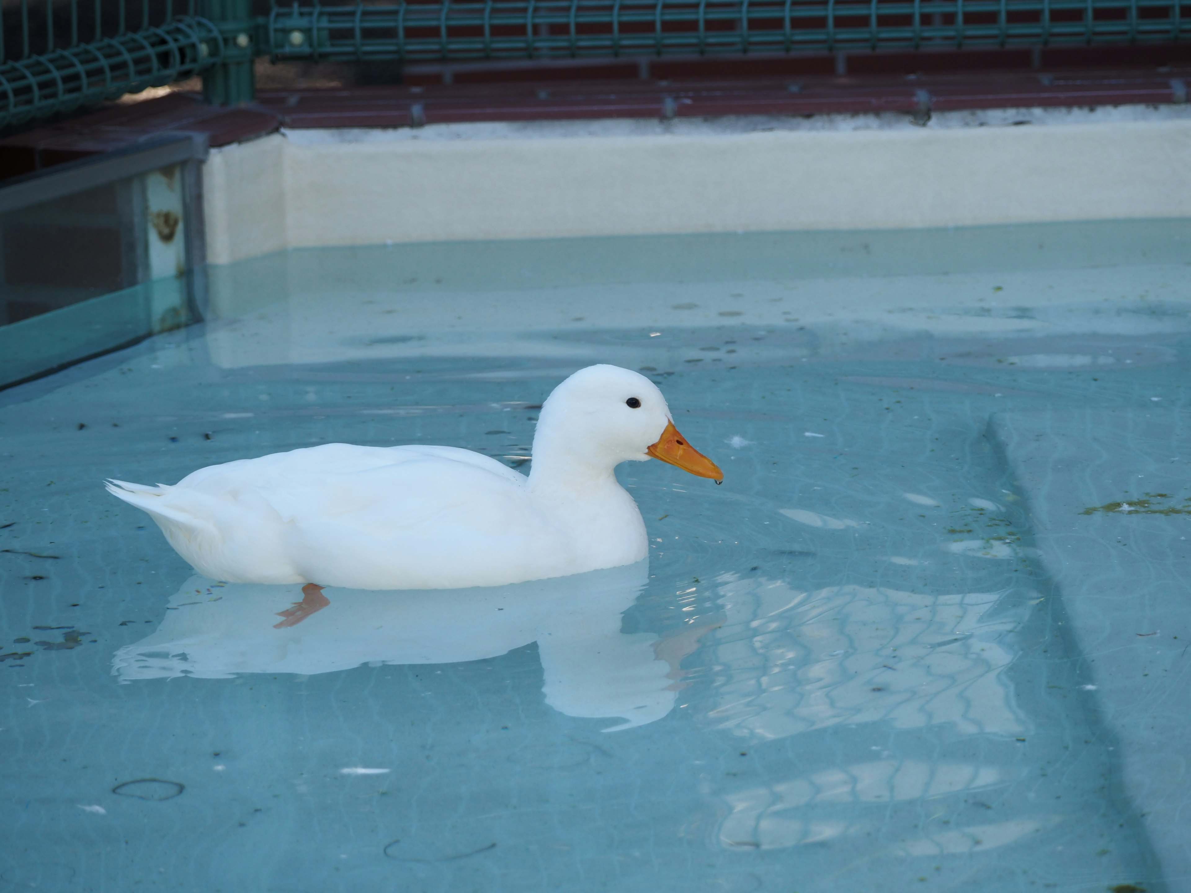 Seekor bebek putih berenang di kolam biru