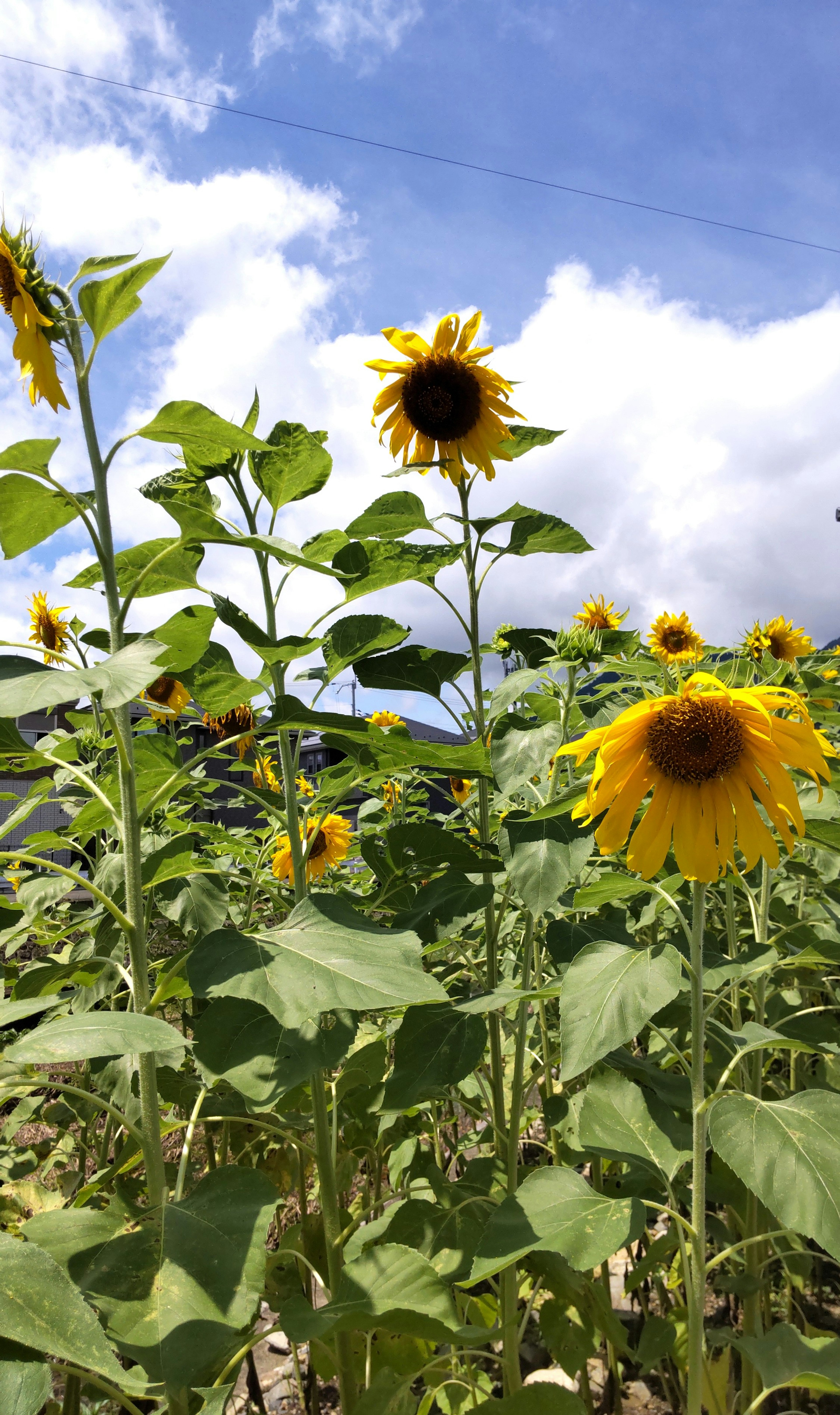 Eine Gruppe von Sonnenblumen, die unter einem blauen Himmel mit markanten grünen Blättern blühen