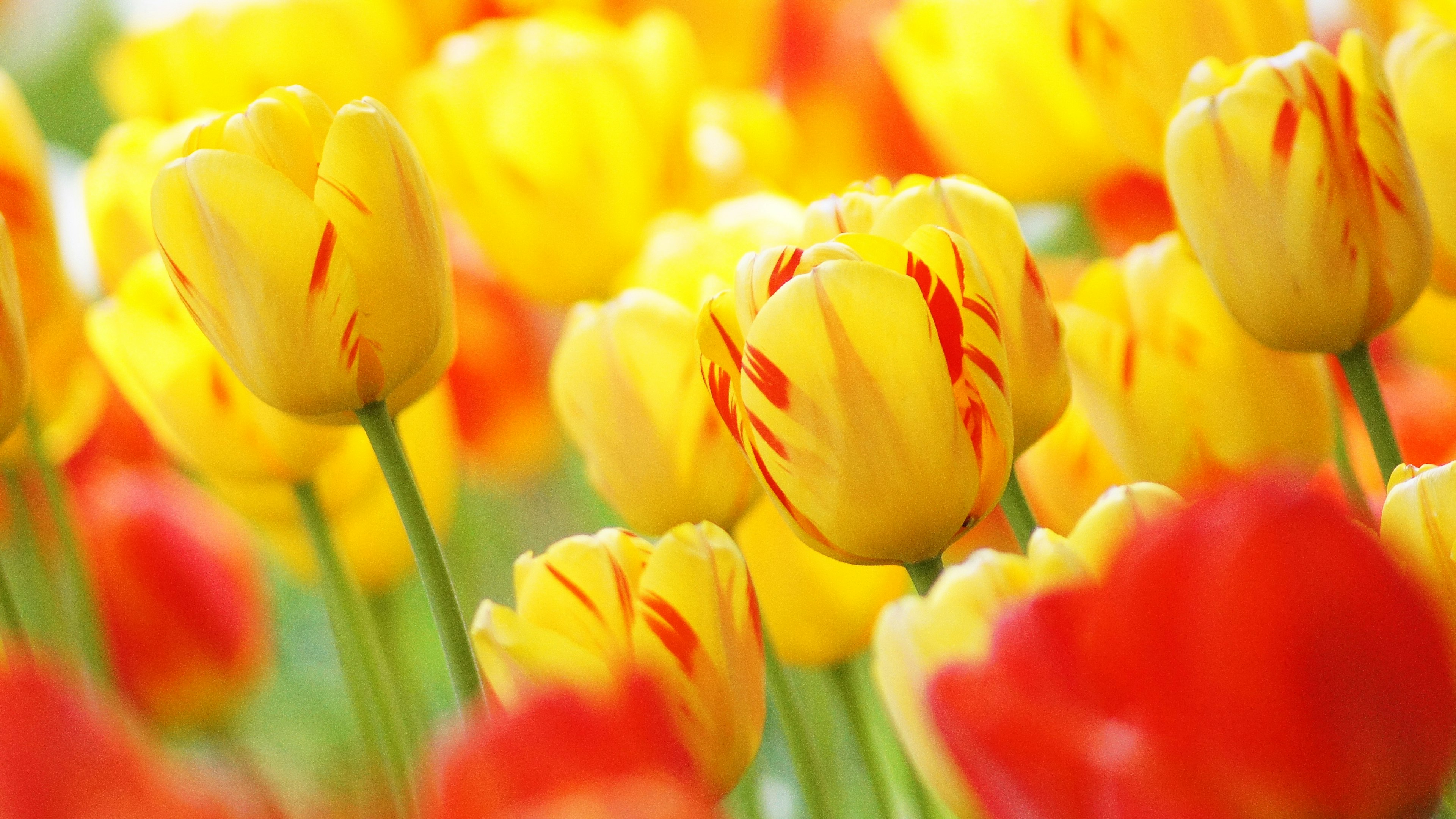 Lebendige gelbe und rote Tulpen blühen in einem Blumenfeld