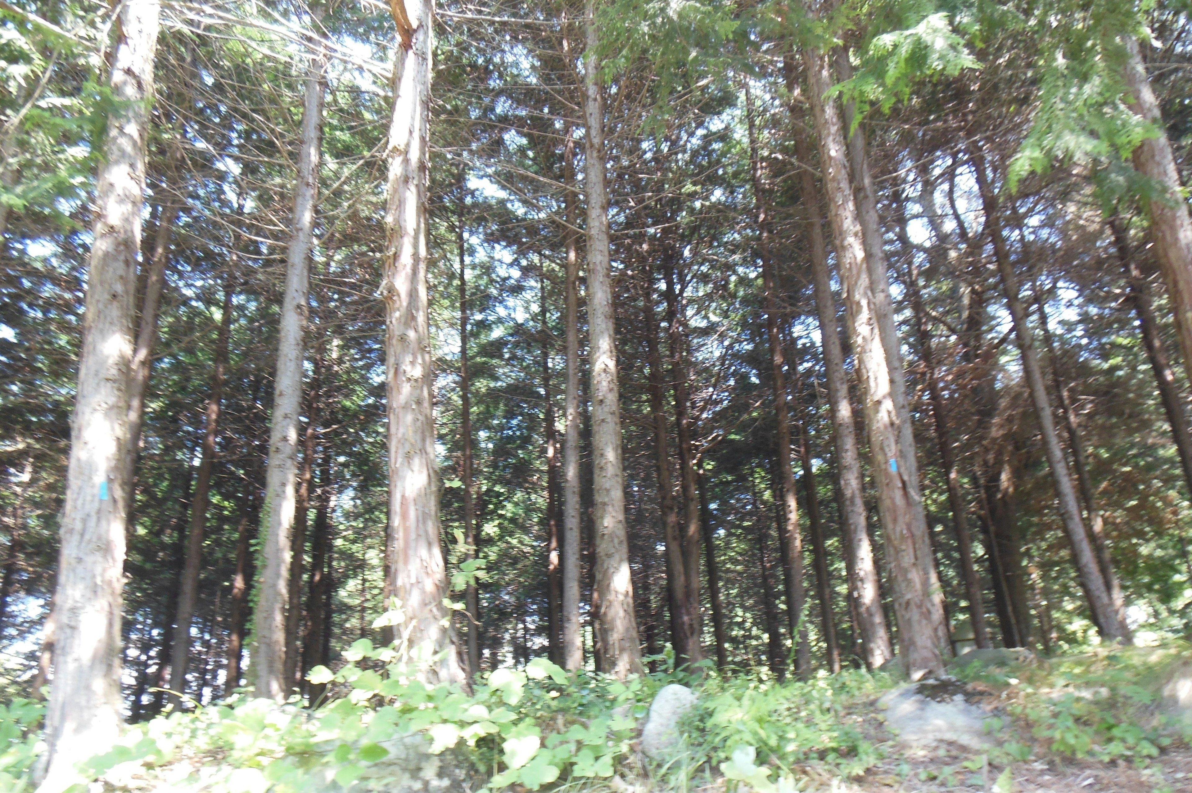 Pohon tinggi di hutan dengan dedaunan hijau dan tanaman di tanah terlihat