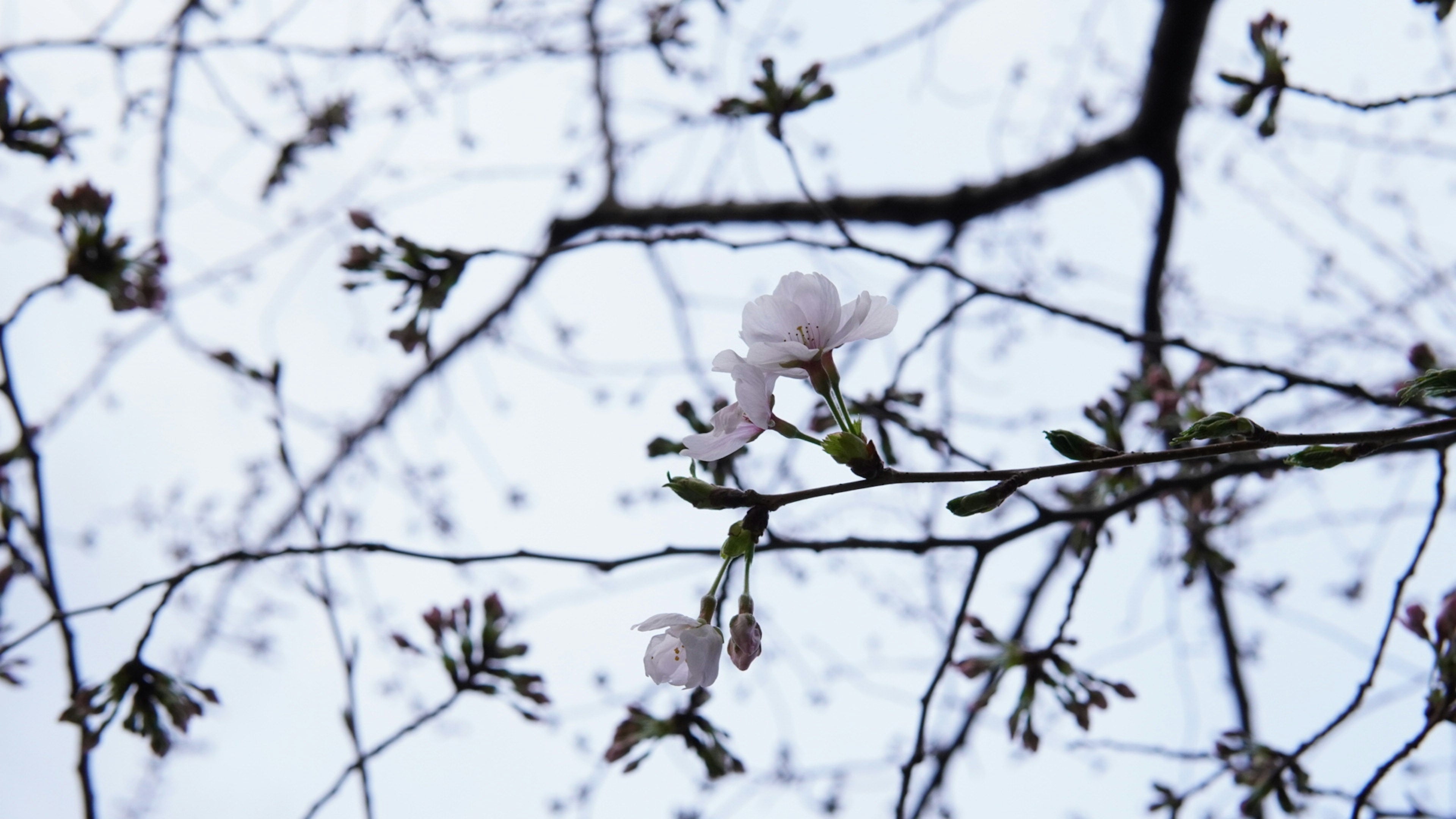 青空の下に咲く桜の花と細い枝