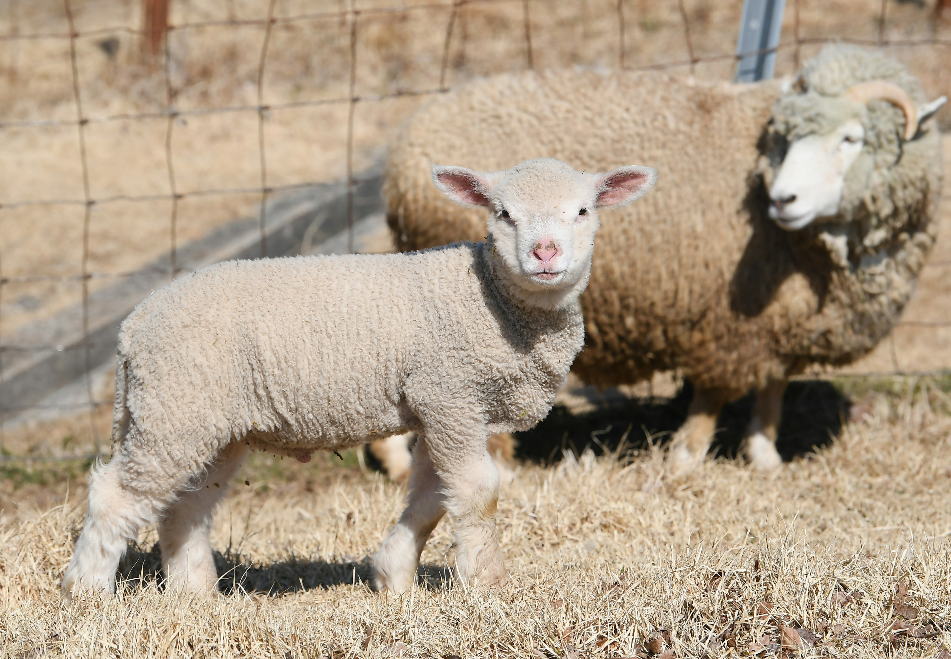 A lamb standing beside an adult sheep in a grassy field