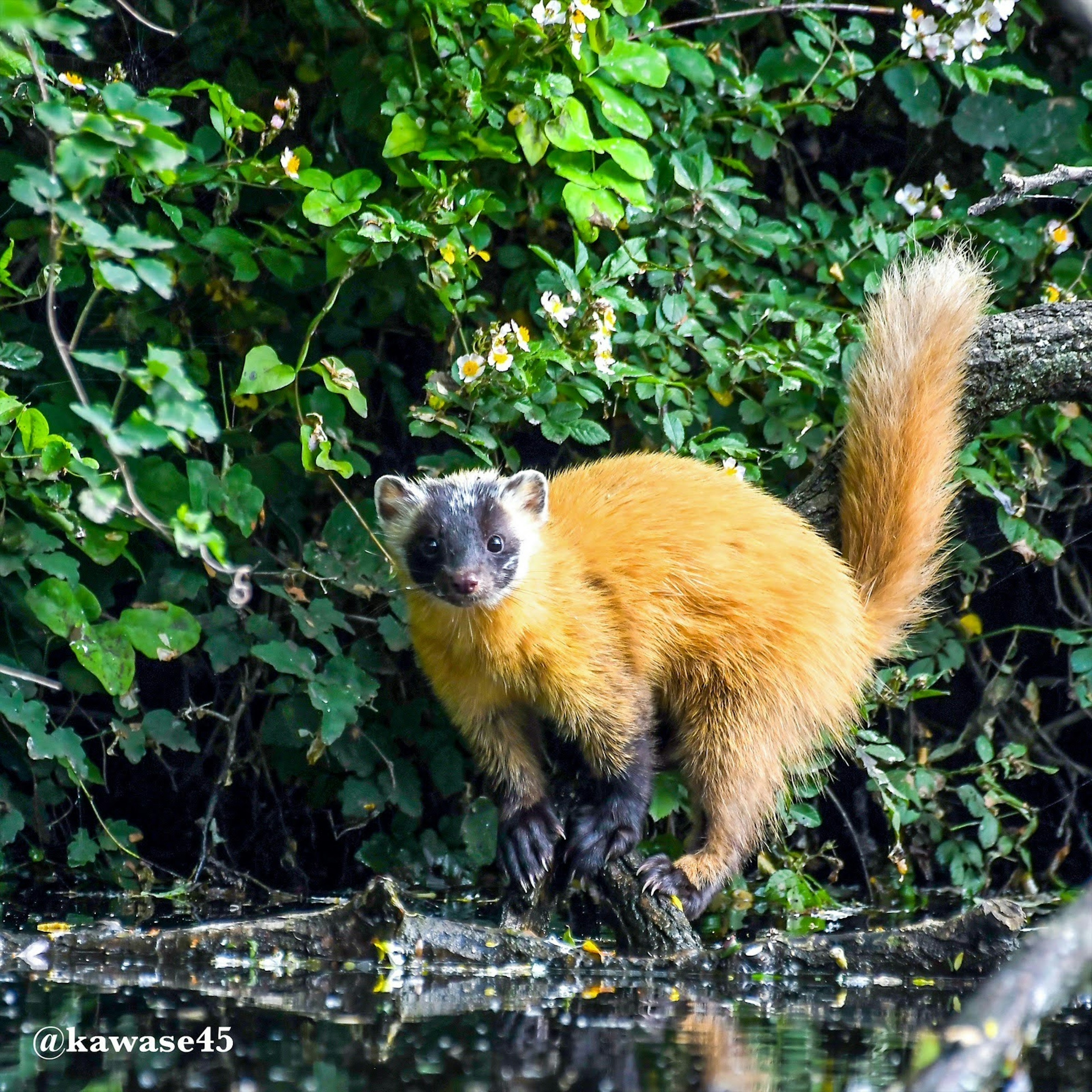 Image d'un animal à fourrure orange se tenant au bord de l'eau