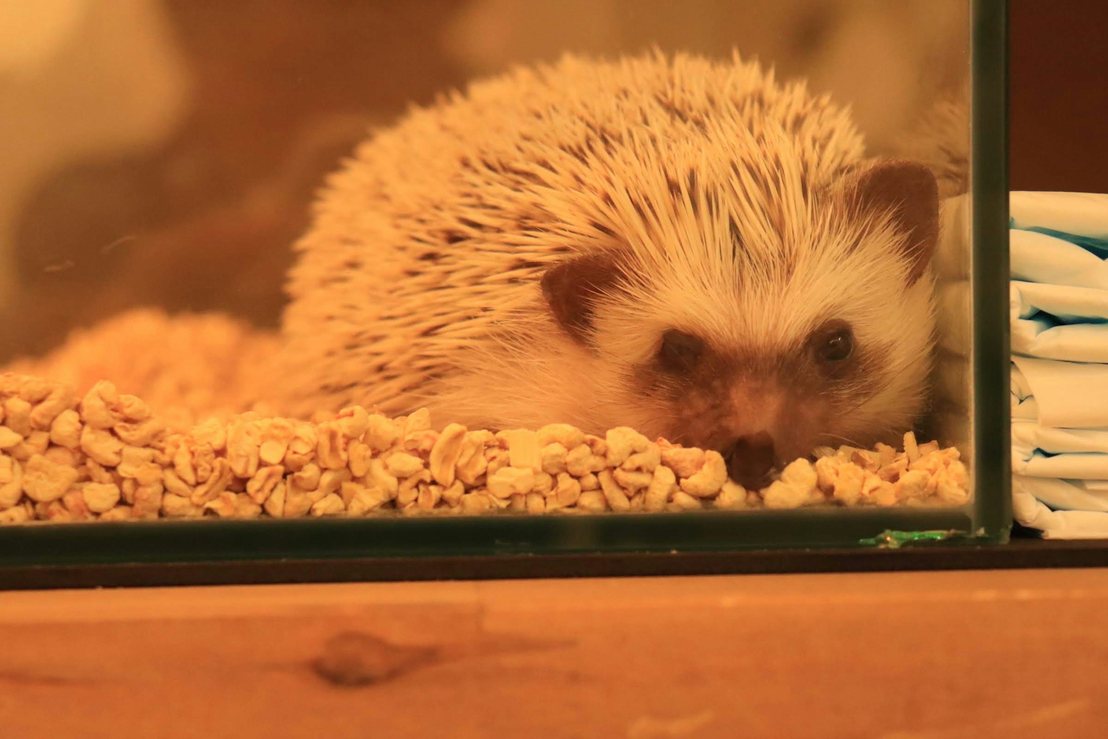 A cute hedgehog sitting on grains inside a glass enclosure