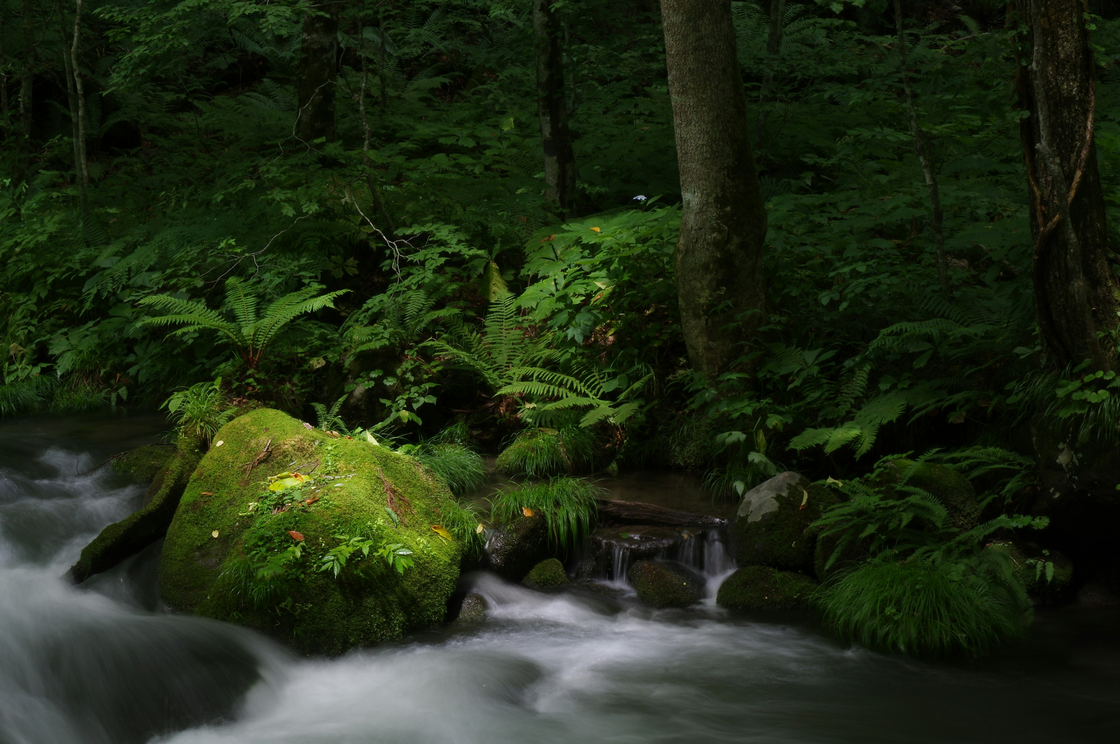 Une vue pittoresque d'un rocher recouvert de mousse à côté d'un ruisseau dans une forêt luxuriante