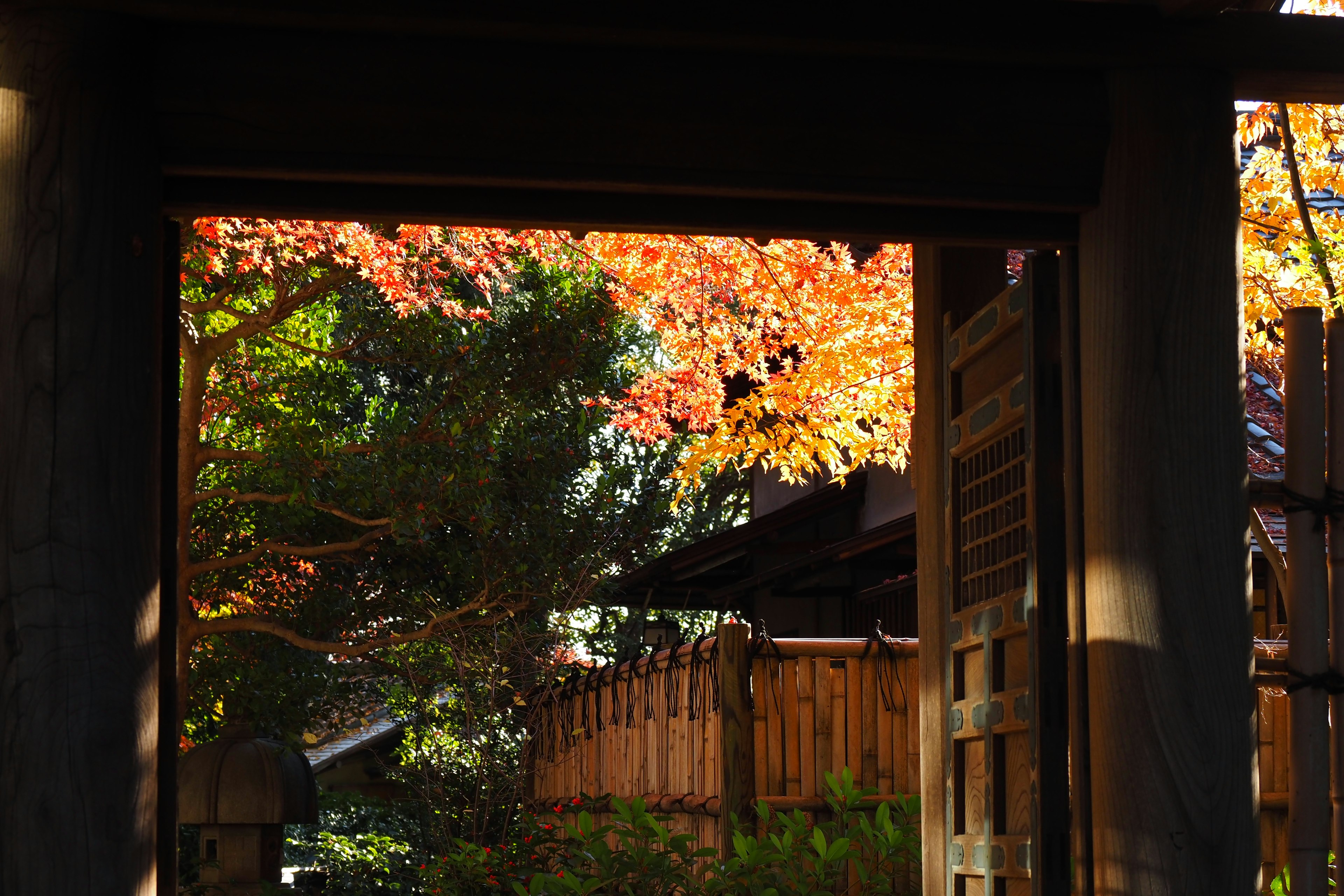 View through a traditional Japanese gate showcasing vibrant autumn foliage