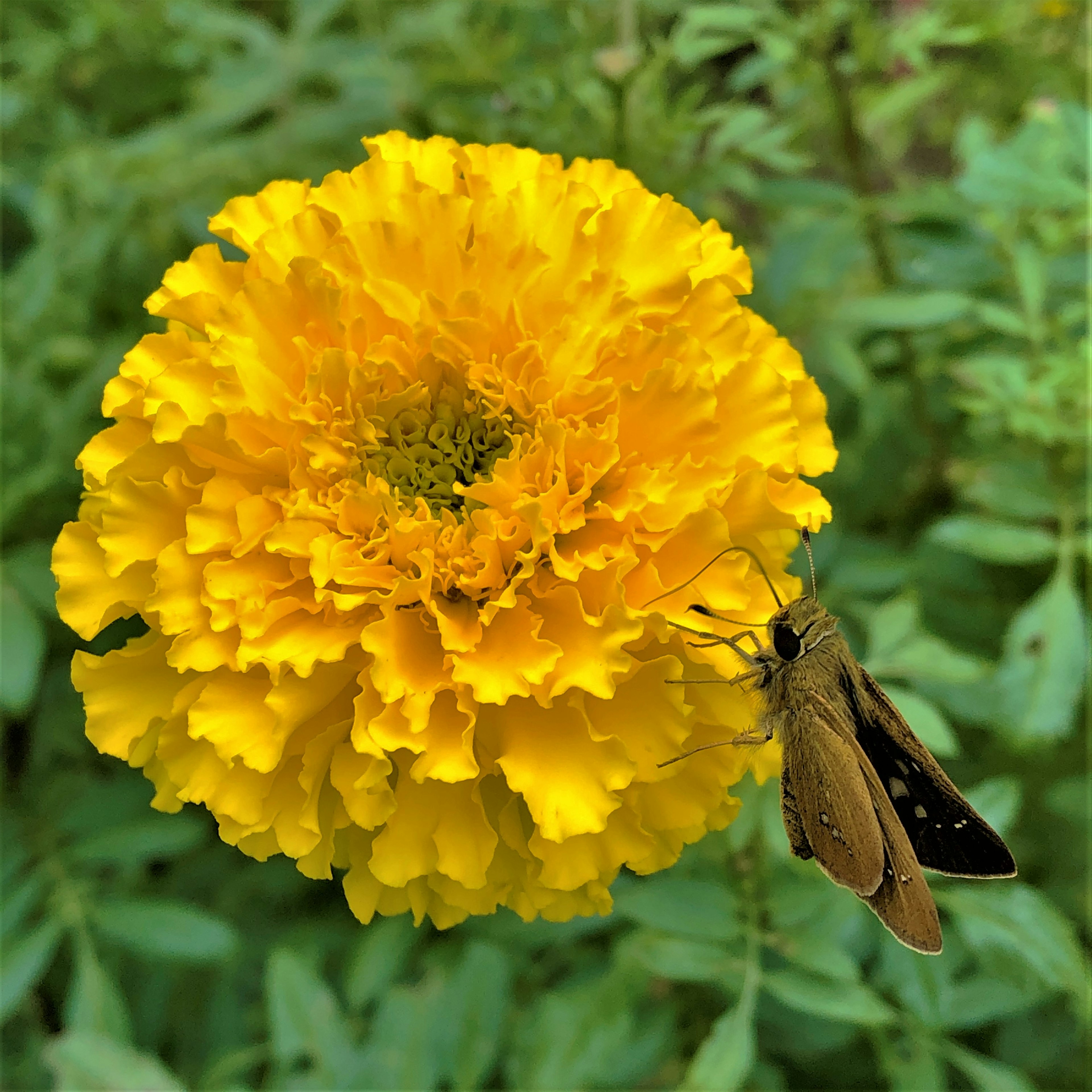 Vibrant yellow marigold flower with a butterfly resting on it