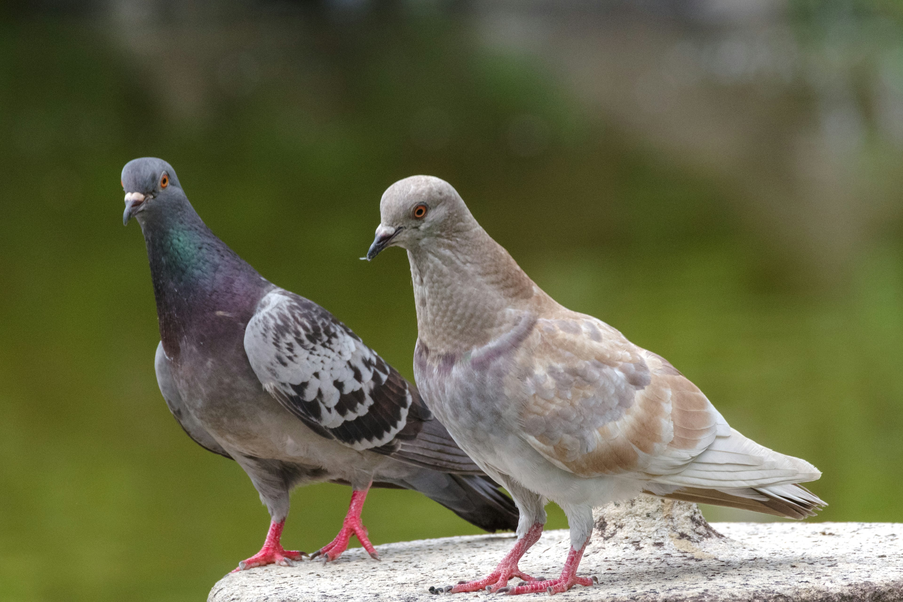 Deux pigeons se tenant côte à côte Couleurs de plumes différentes avec des tons verts et bruns