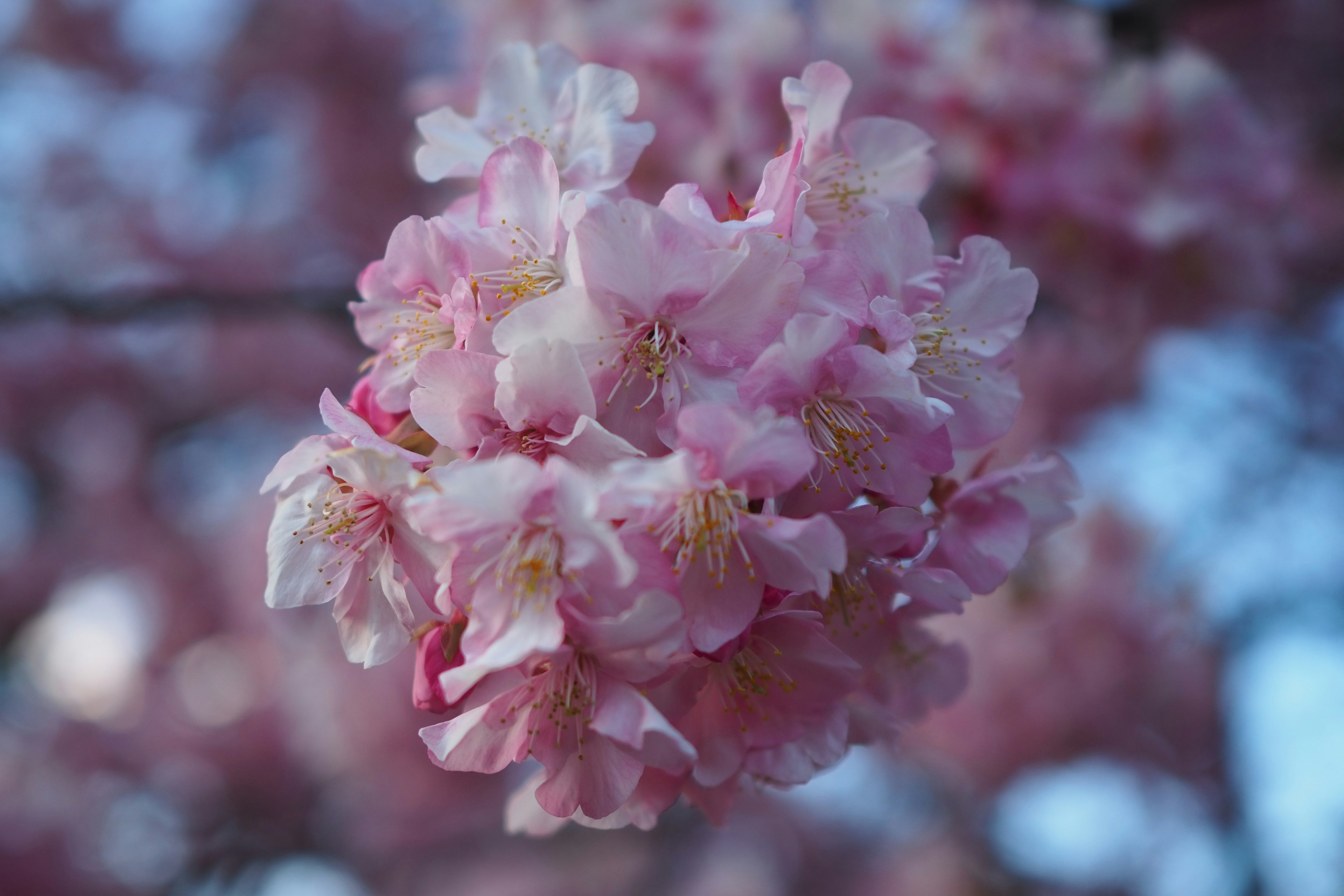 Primo piano di fiori di ciliegio con petali rosa abbondanti