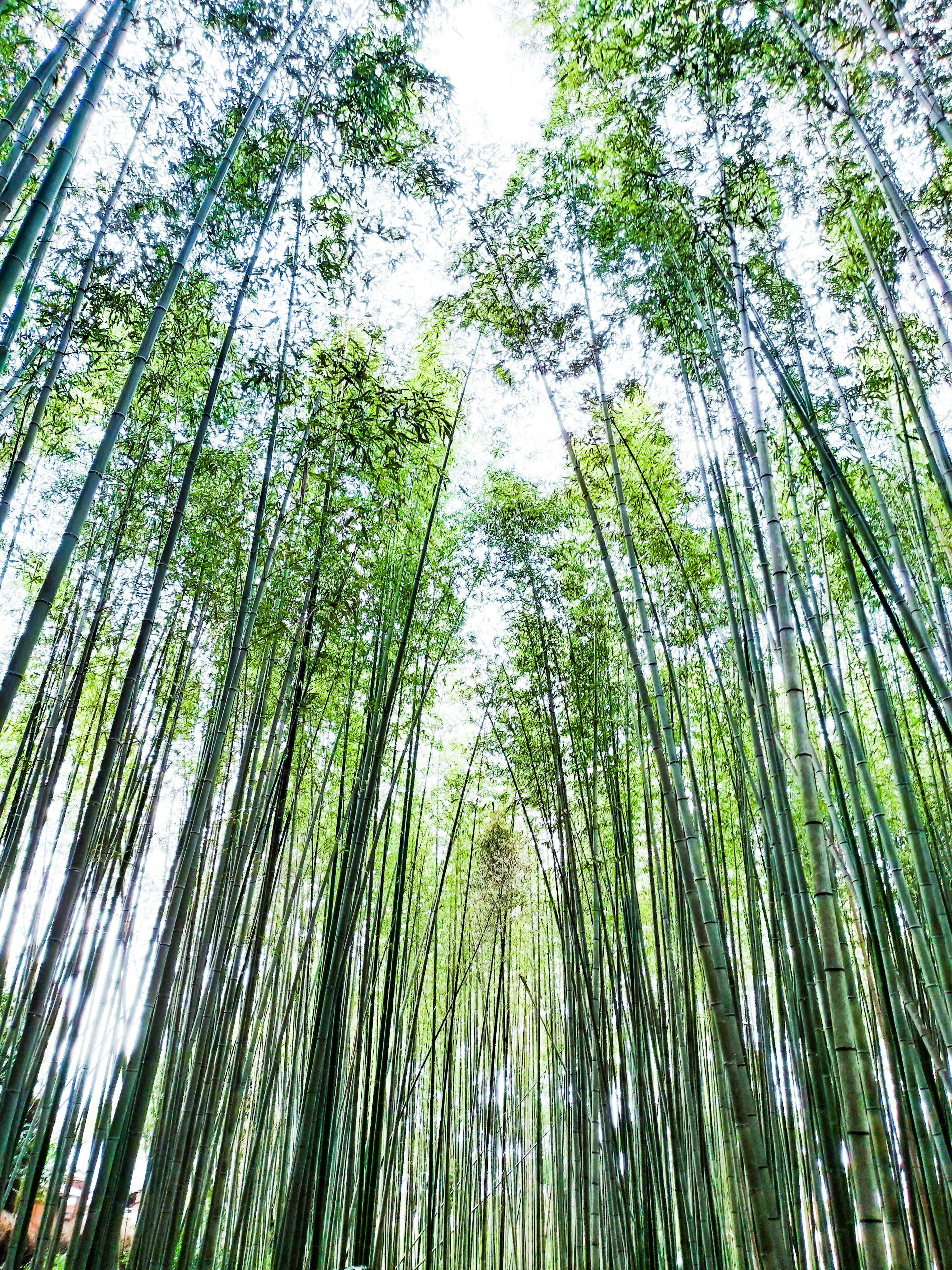 Pemandangan bambu hijau tinggi mengarah ke langit