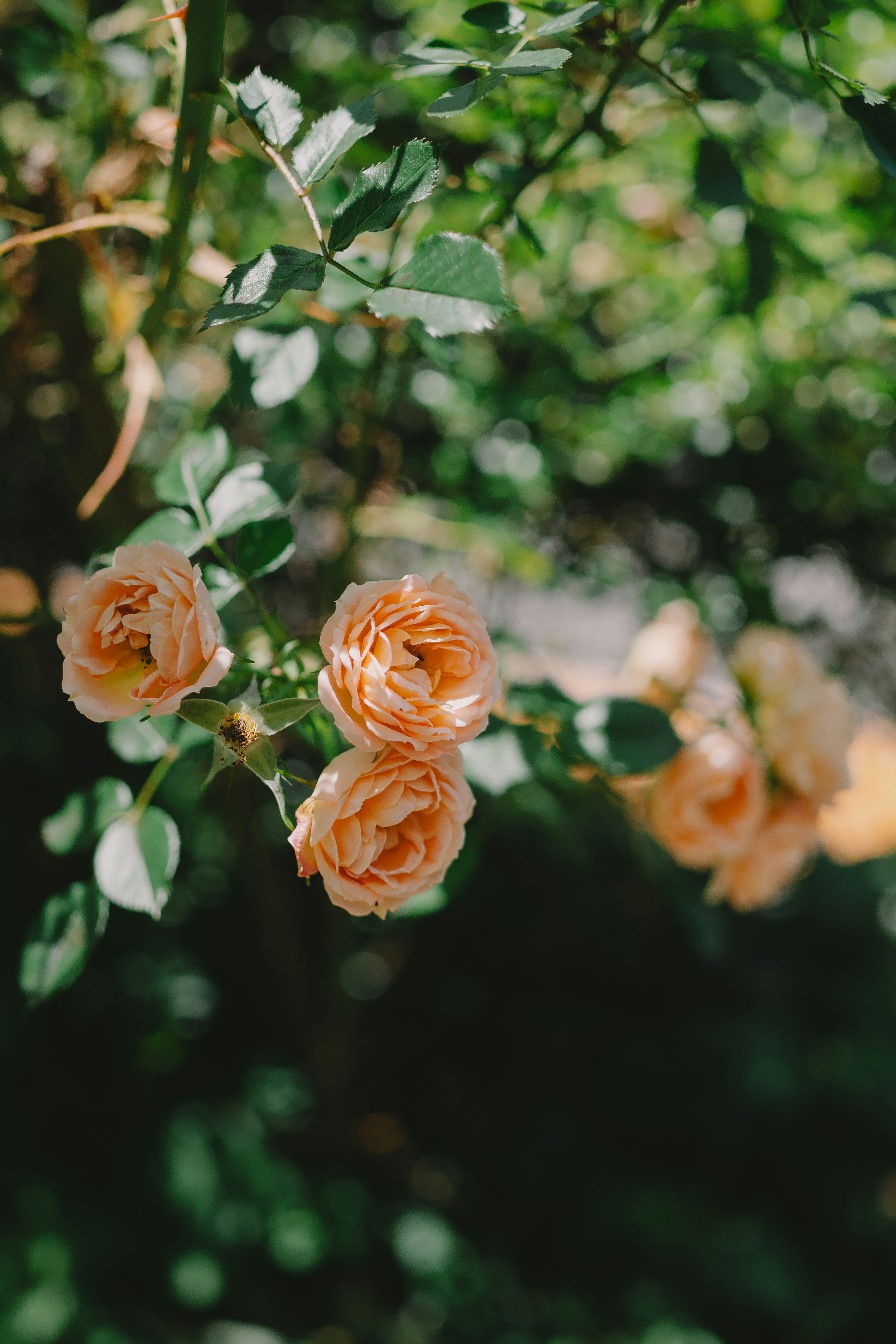 Peach roses blooming among lush green leaves