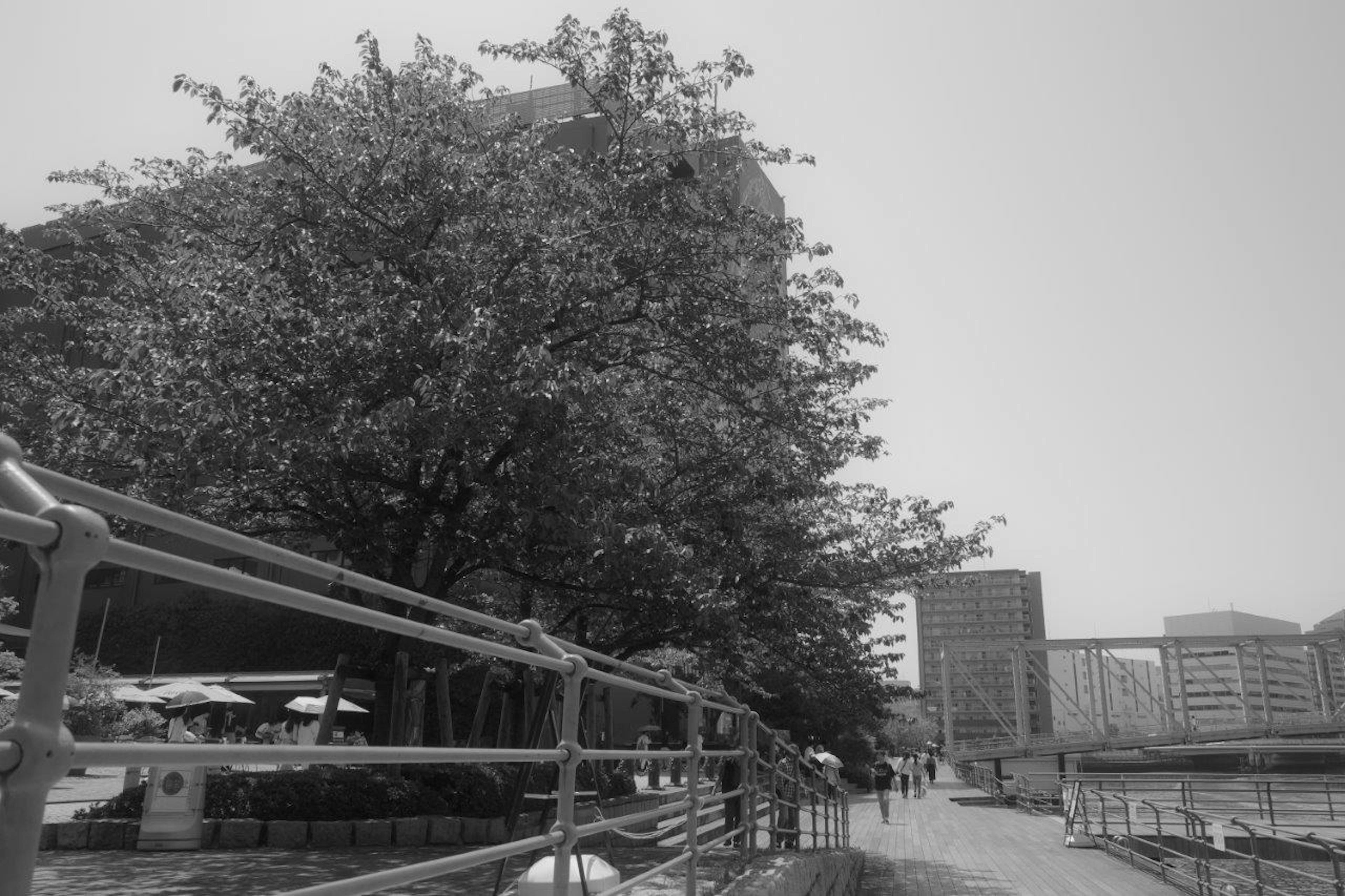 Panoramablick auf einen Fluss mit einem Baum und Gebäuden