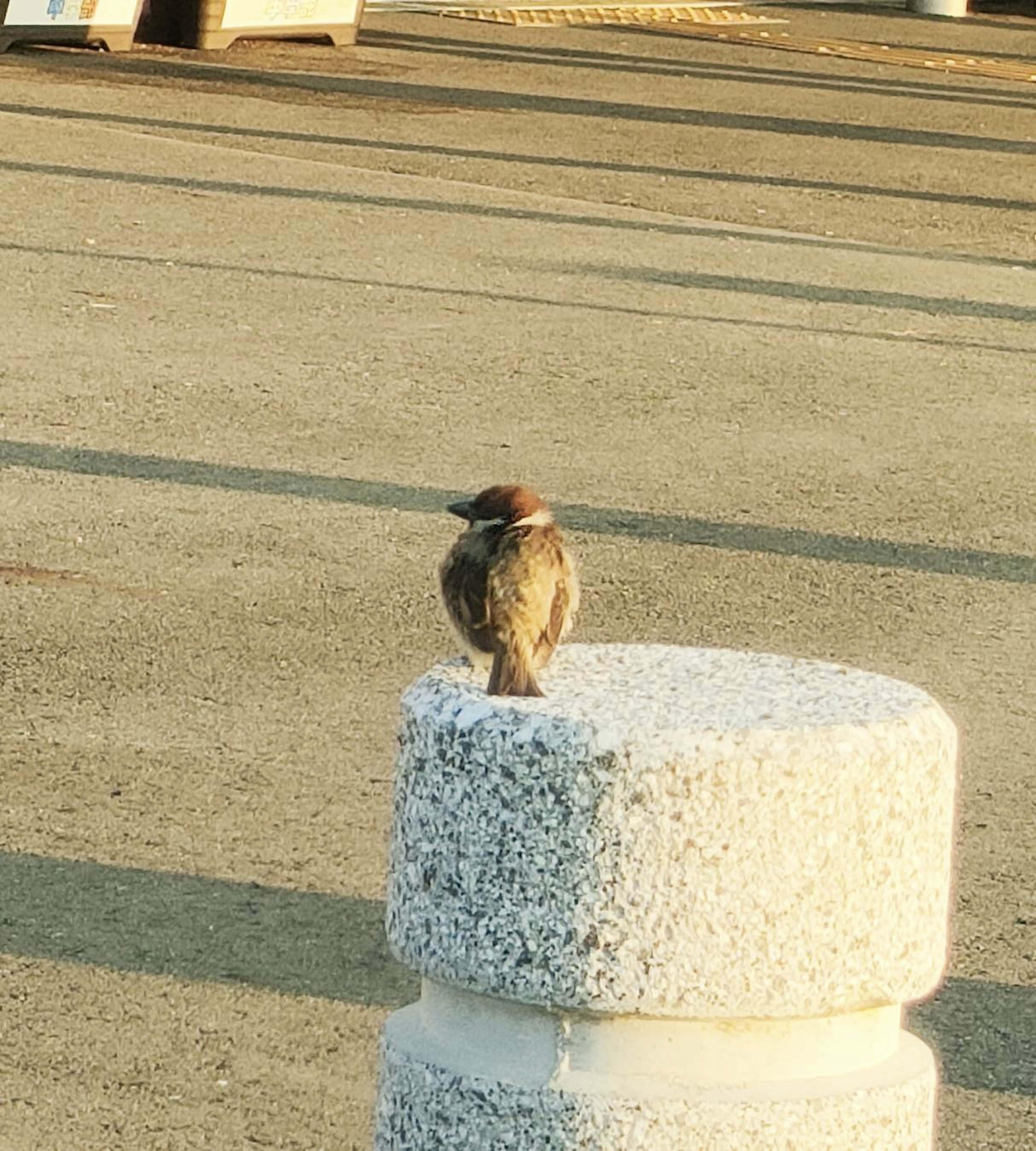 Seekor burung kecil bertengger di atas tiang beton