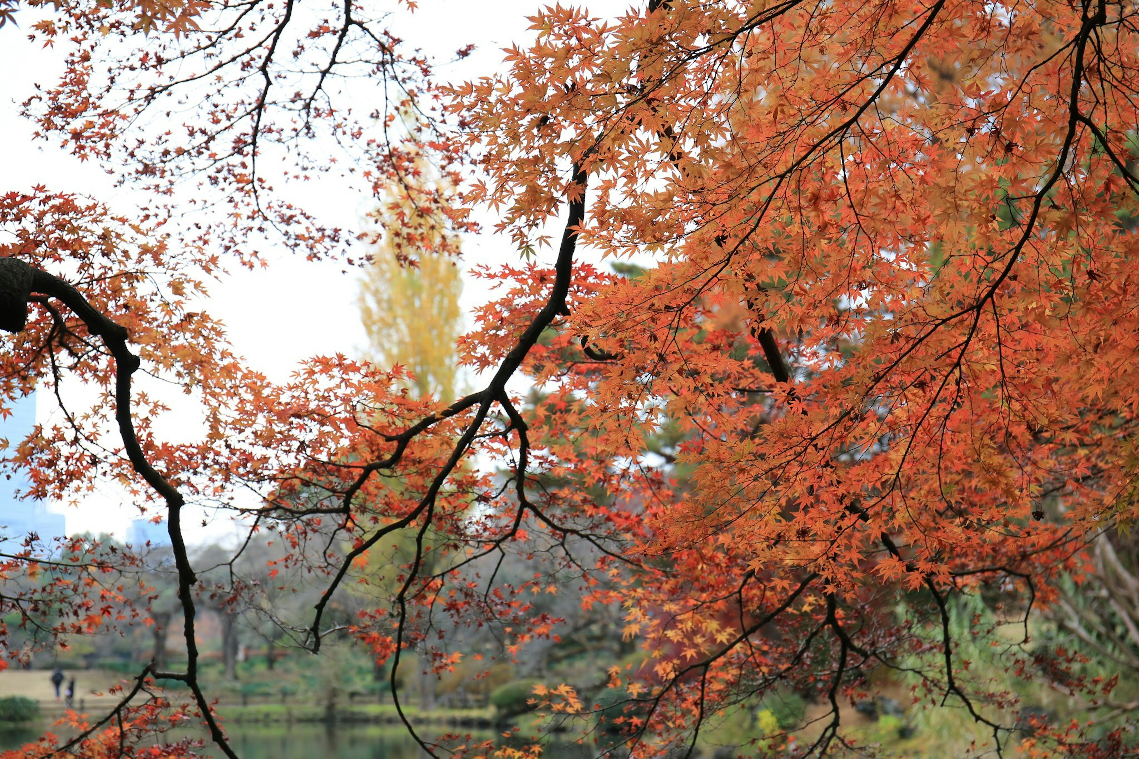 秋季風景，鮮豔的紅色和橙色葉子