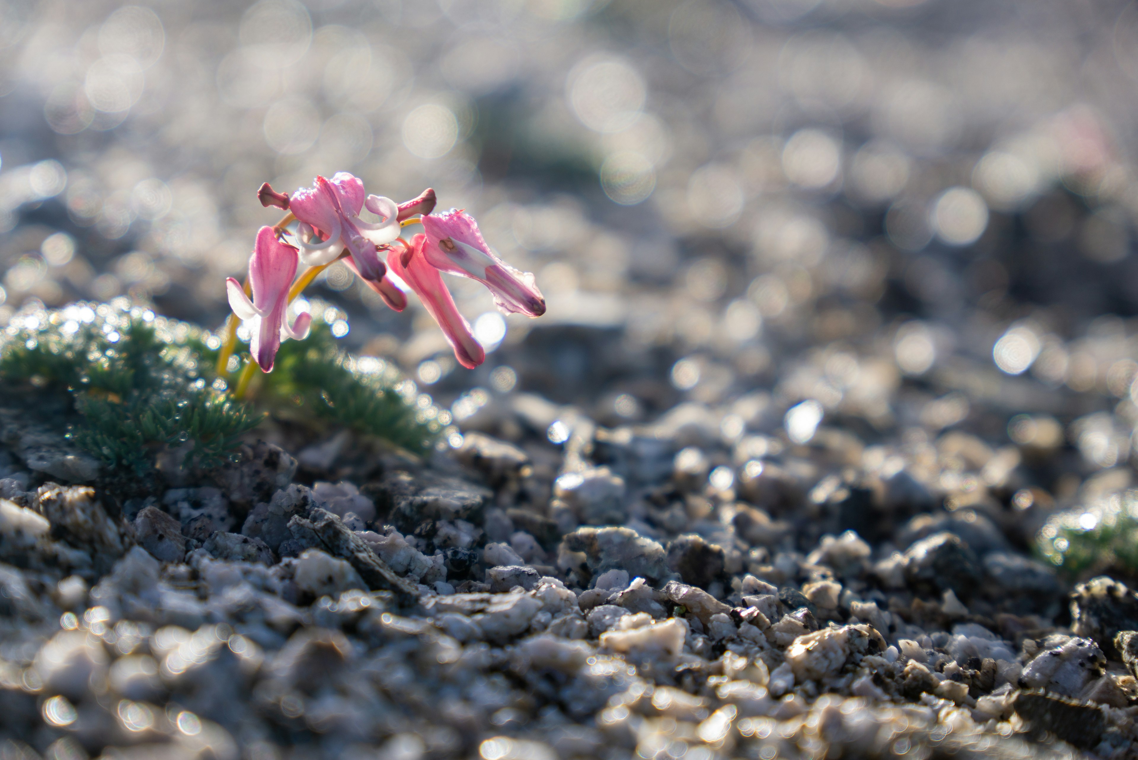 Small pink flower blooming on the ground with gravel background