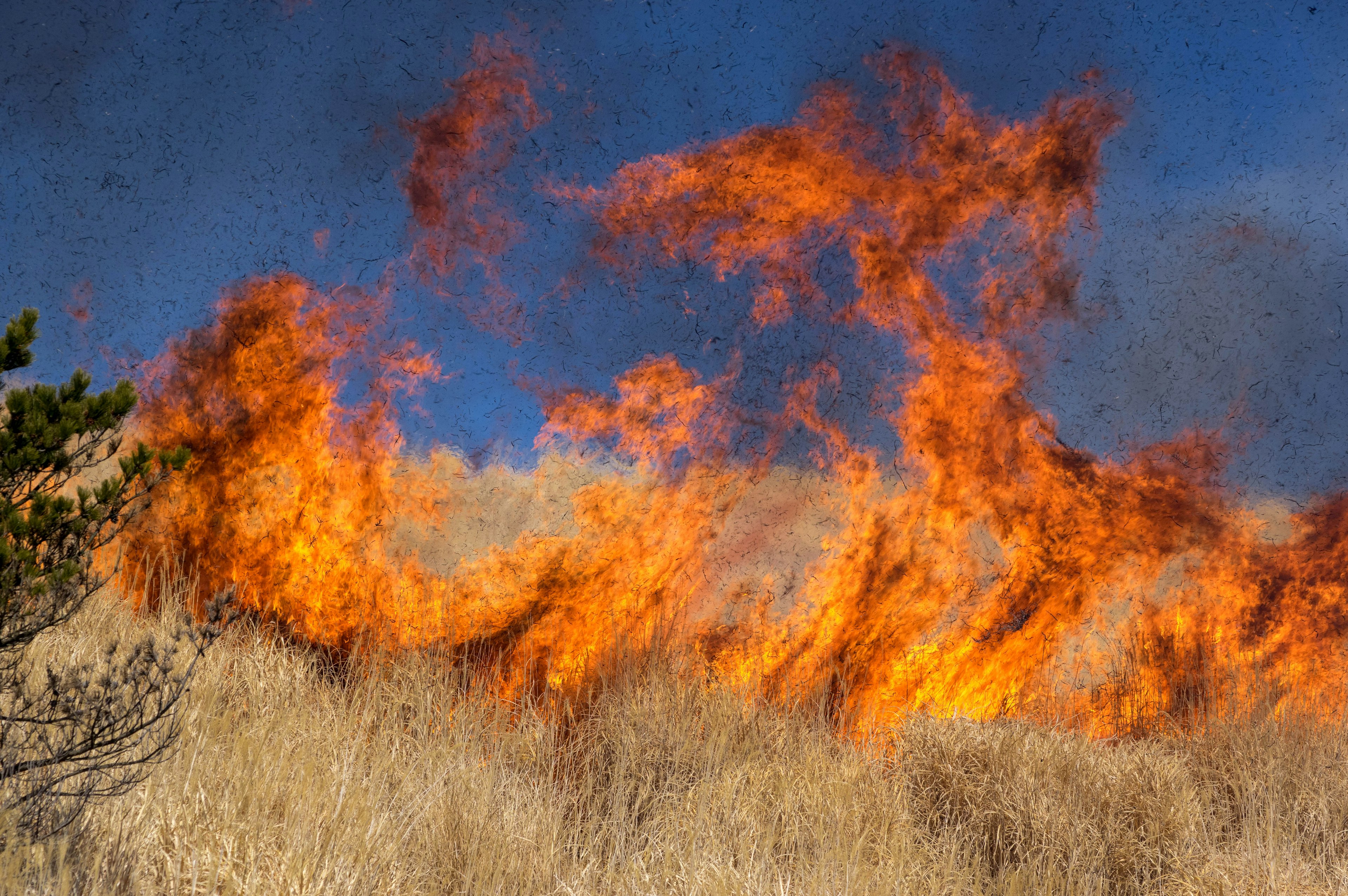 Flammen, die trockenes Gras mit einem blauen Himmel im Hintergrund umgeben