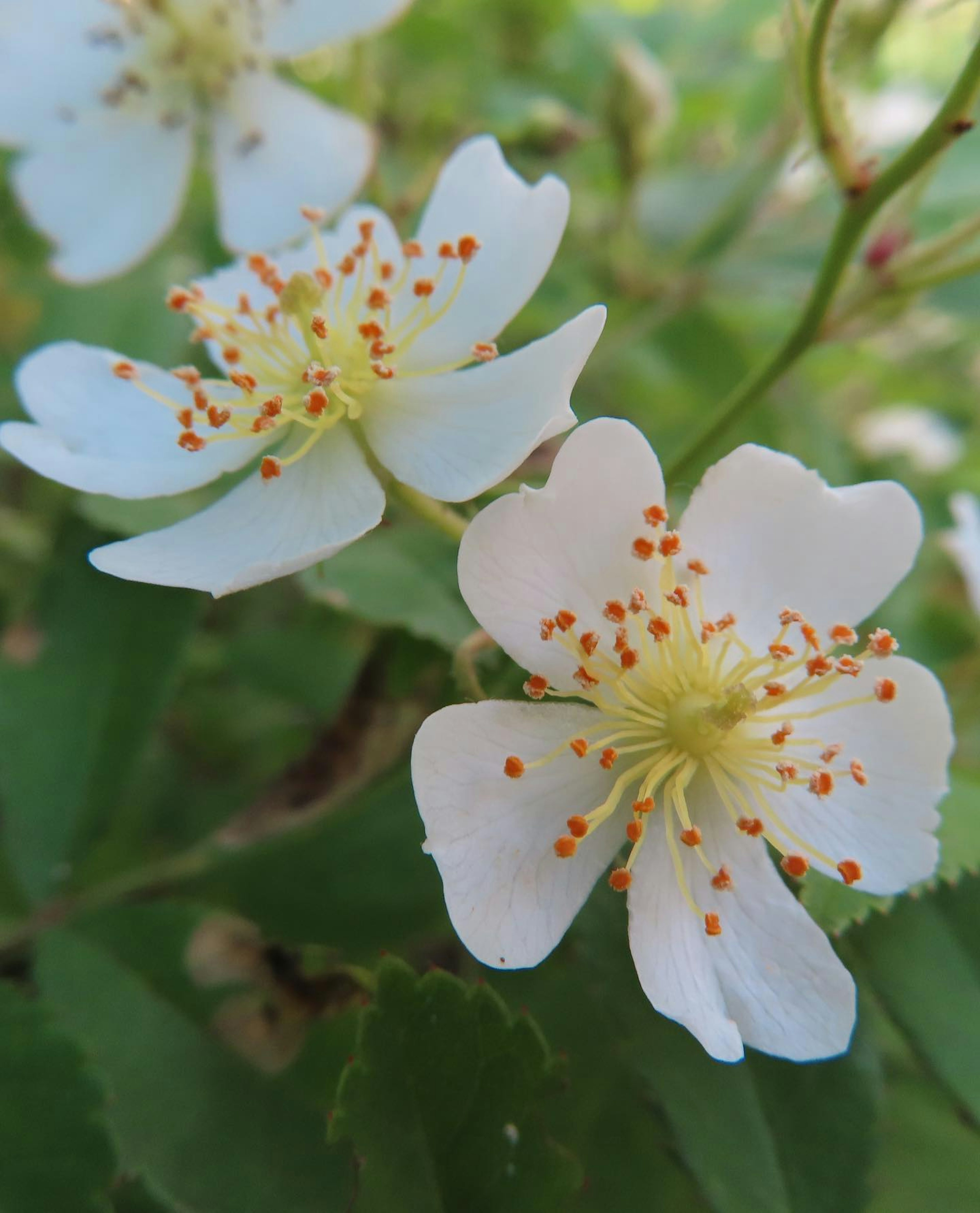 Gros plan de fleurs blanches avec des étamines orange