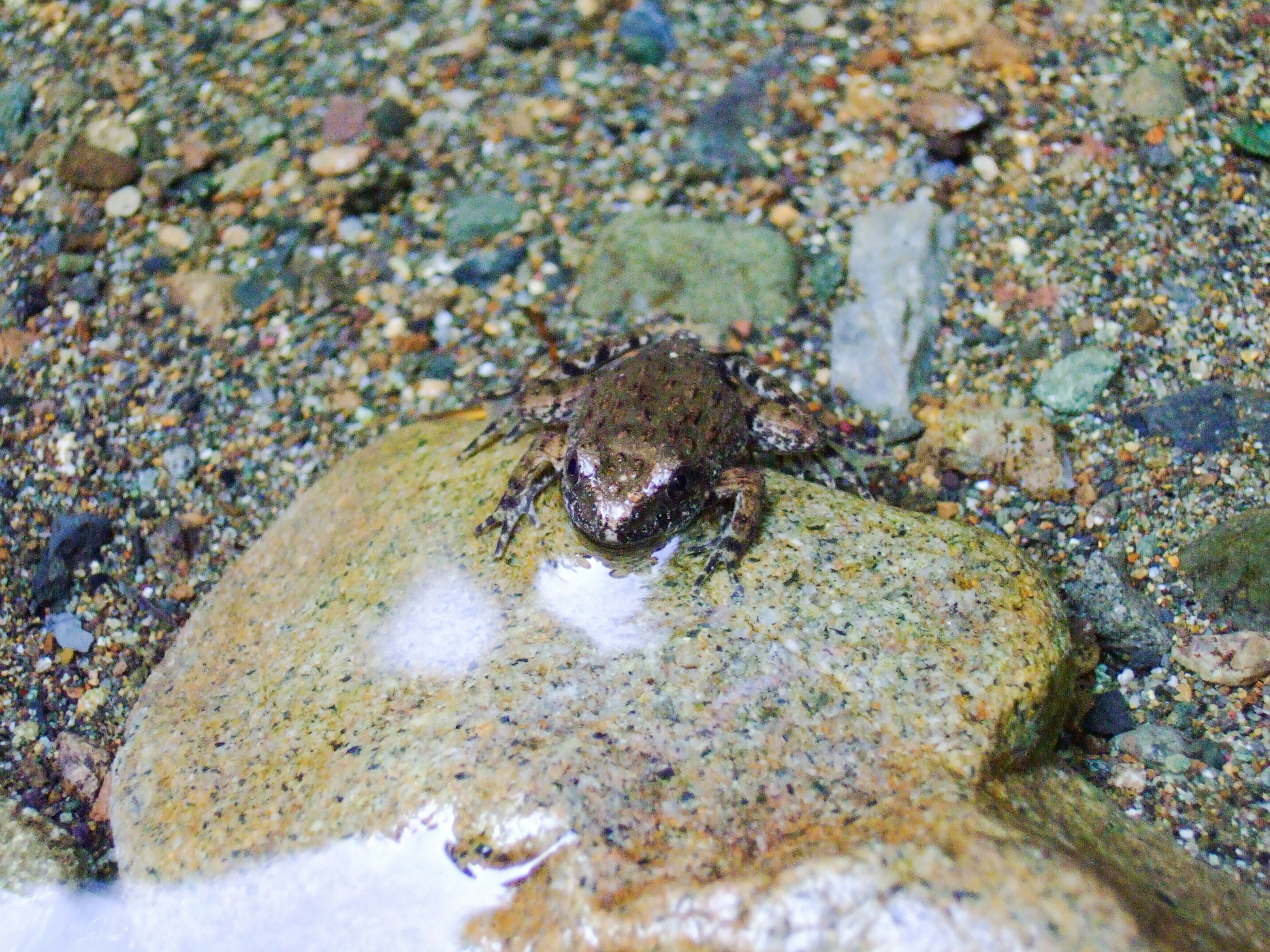 Ein kleiner Frosch sitzt auf einem Stein am Wasser