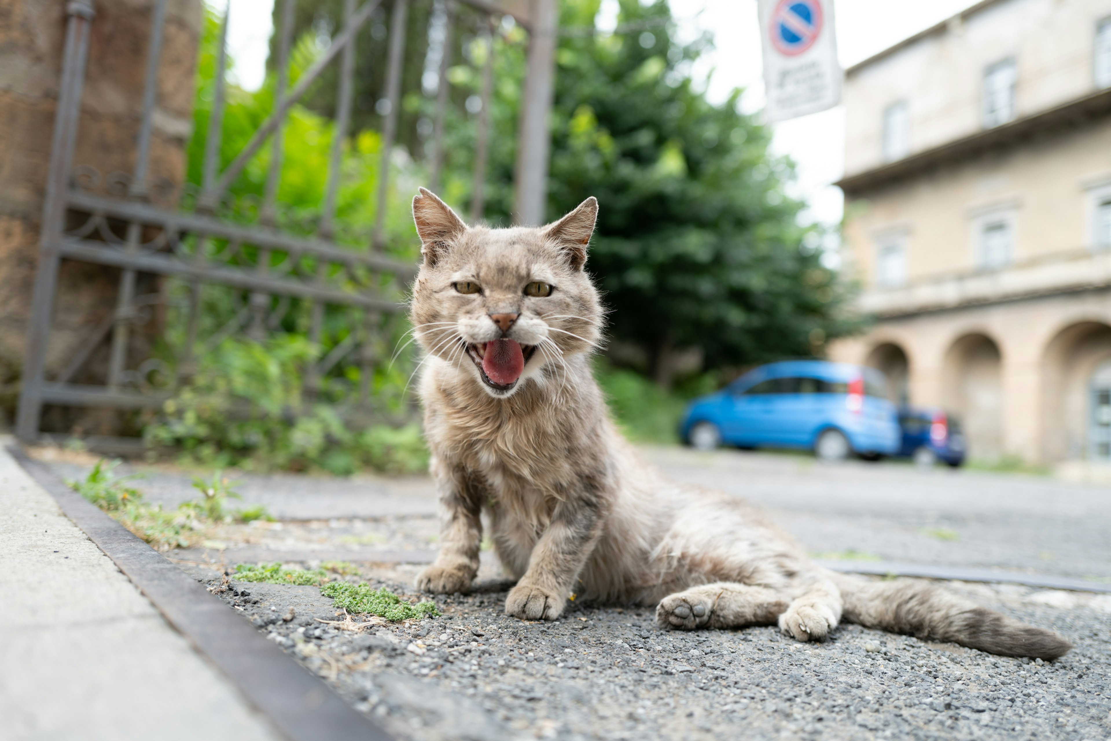 Gato gris sentado en la calle con la boca abierta