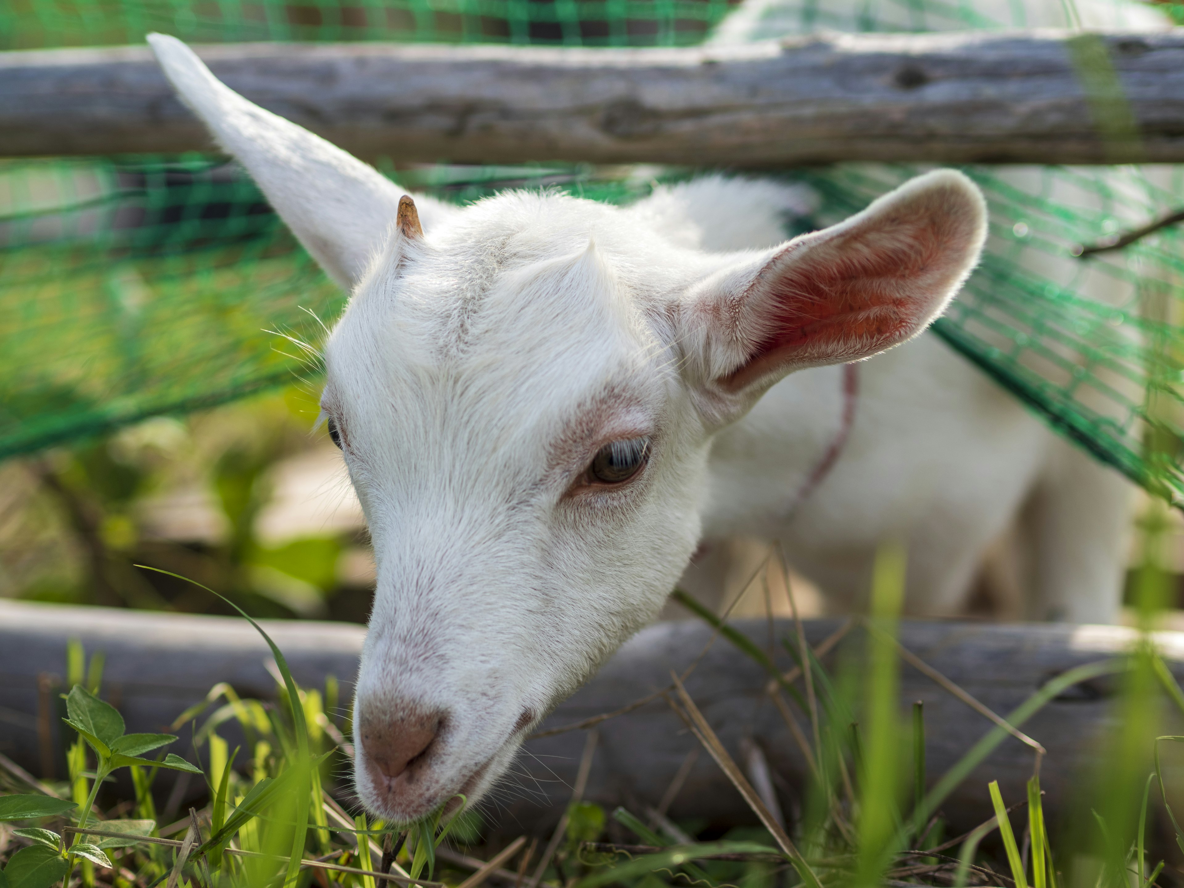 Kedekatan wajah seekor kambing putih dengan jaring hijau di latar belakang