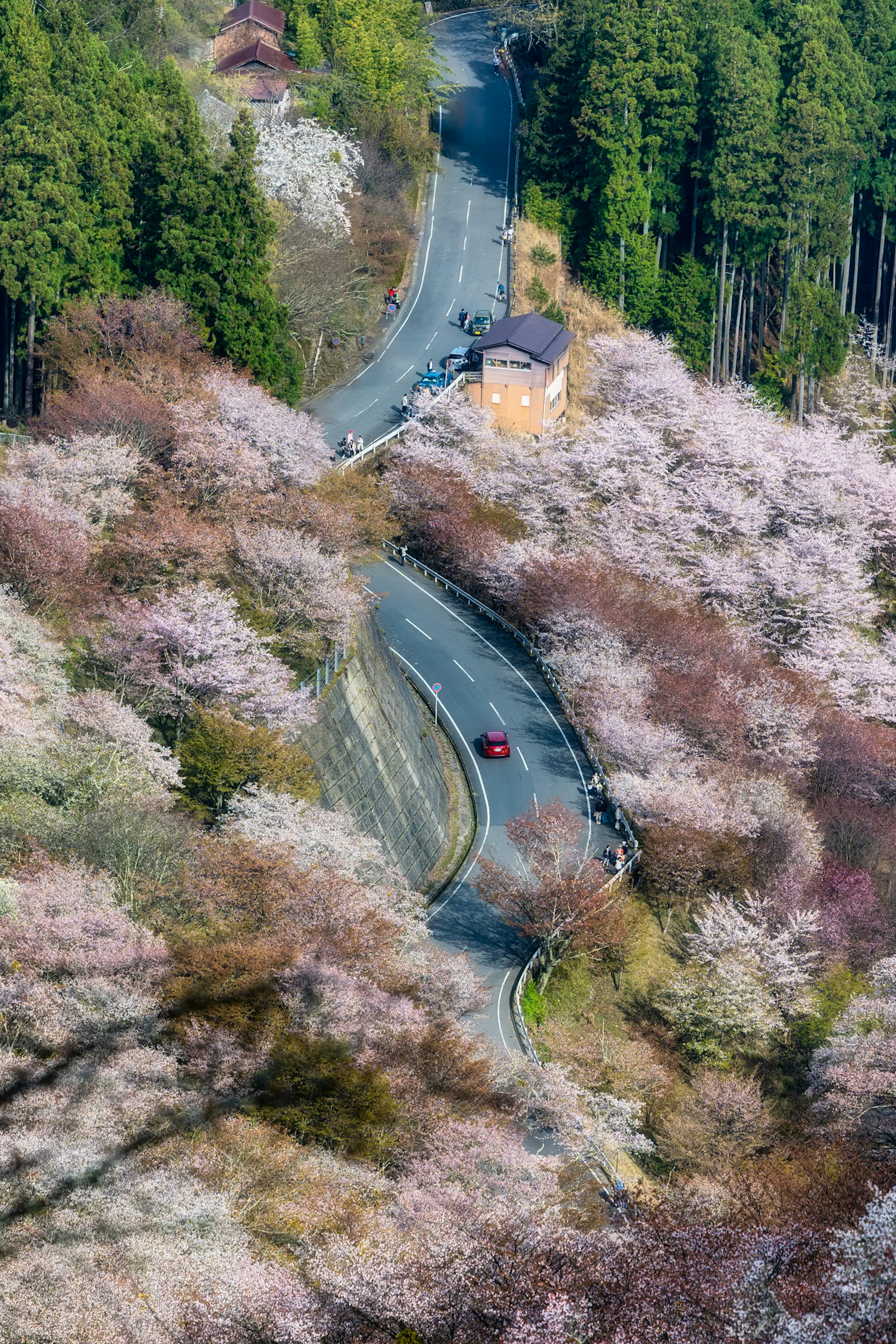 桜の花が咲く山道と赤い車の風景