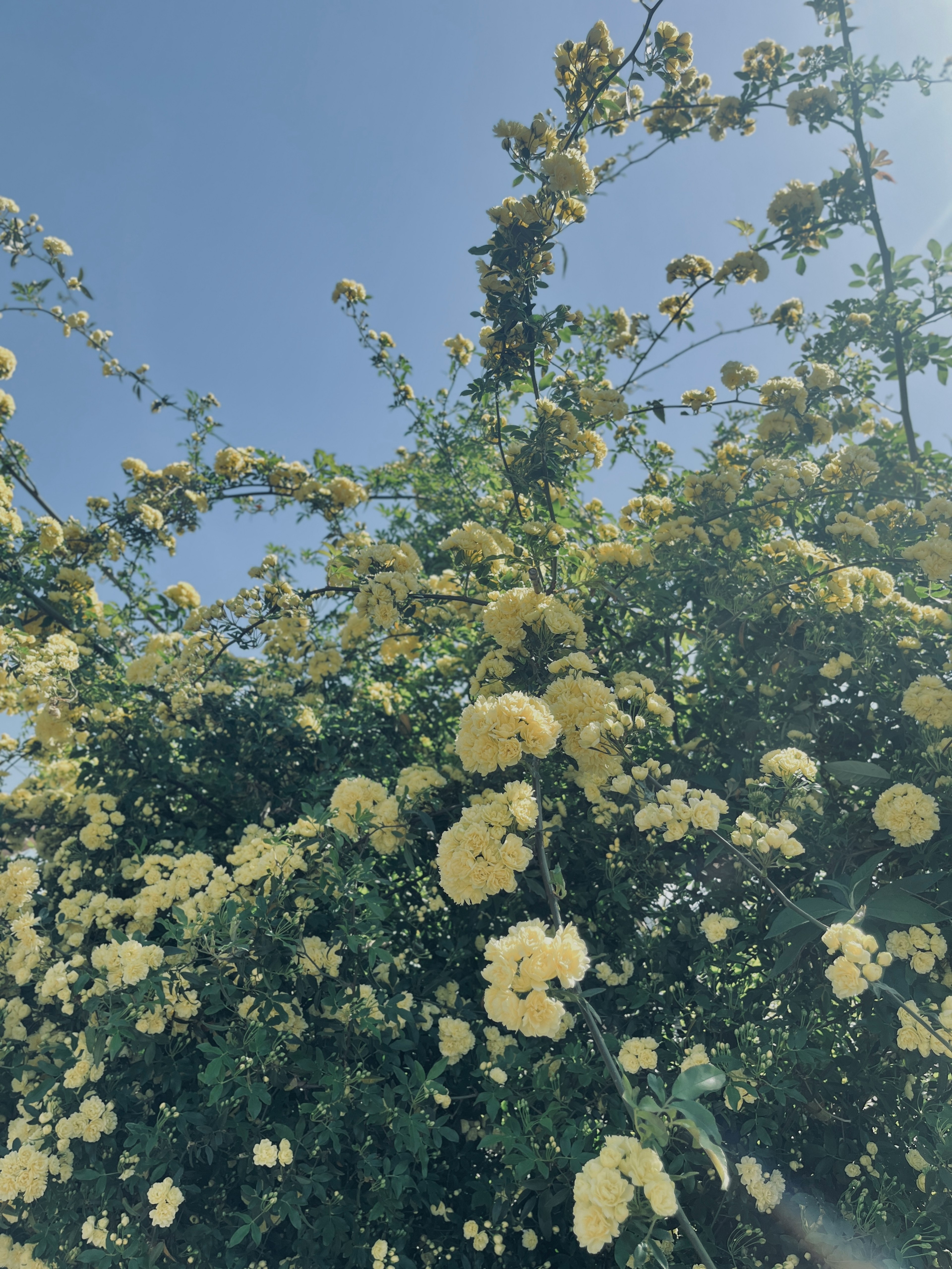 Una exuberante exhibición de rosas amarillas floreciendo bajo un cielo azul claro