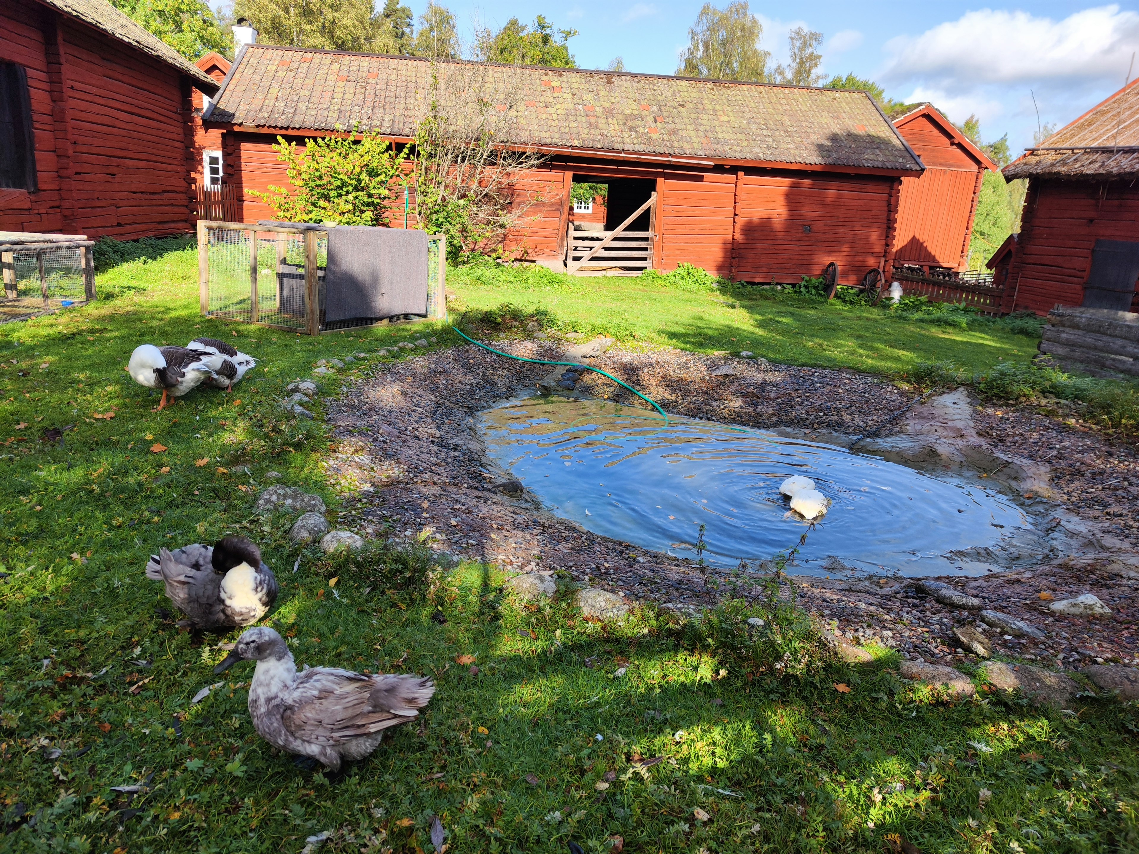 Galline che camminano in un giardino con uno stagno e fienili rossi sullo sfondo