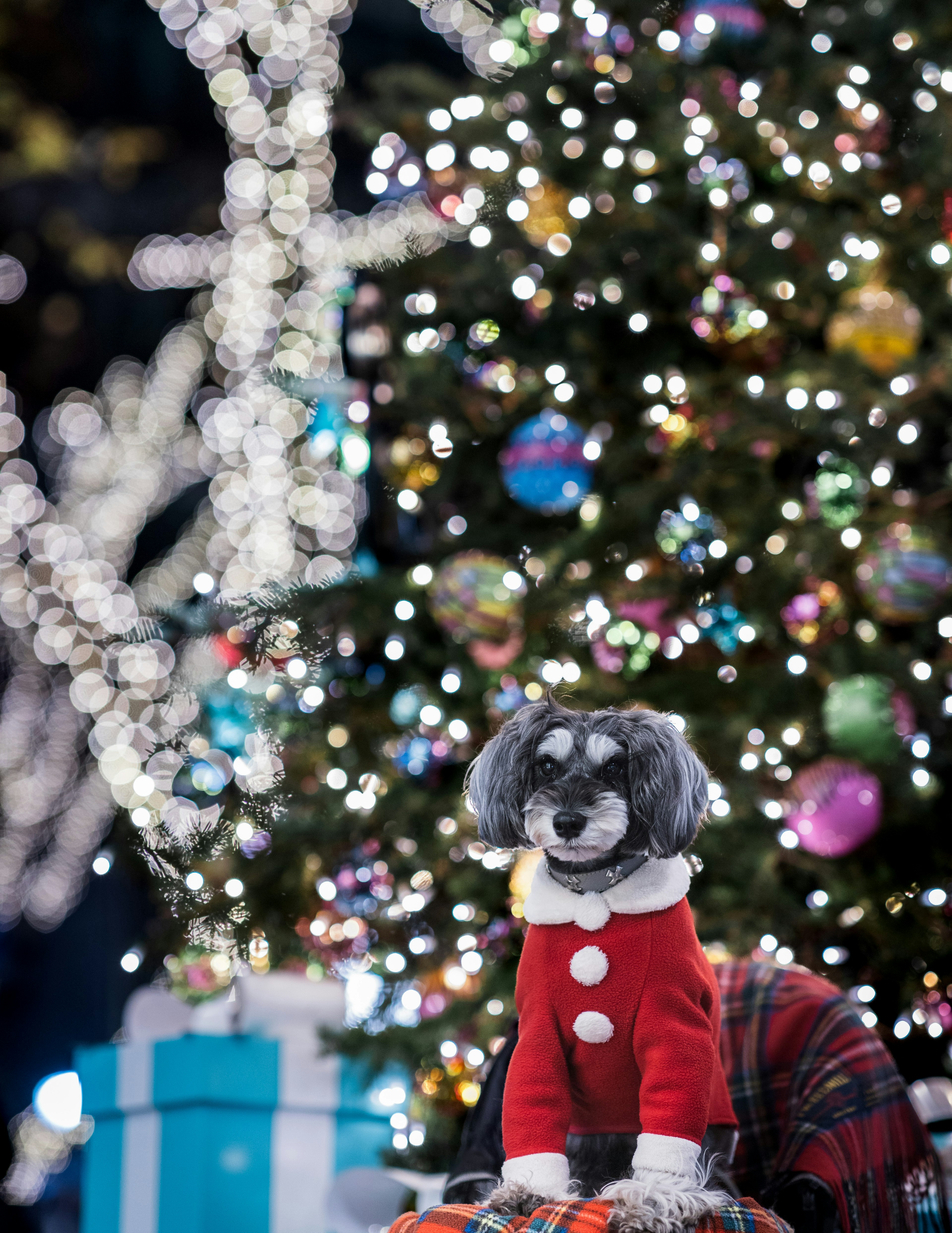 Anjing mengenakan kostum Natal merah duduk di depan pohon Natal yang dihias