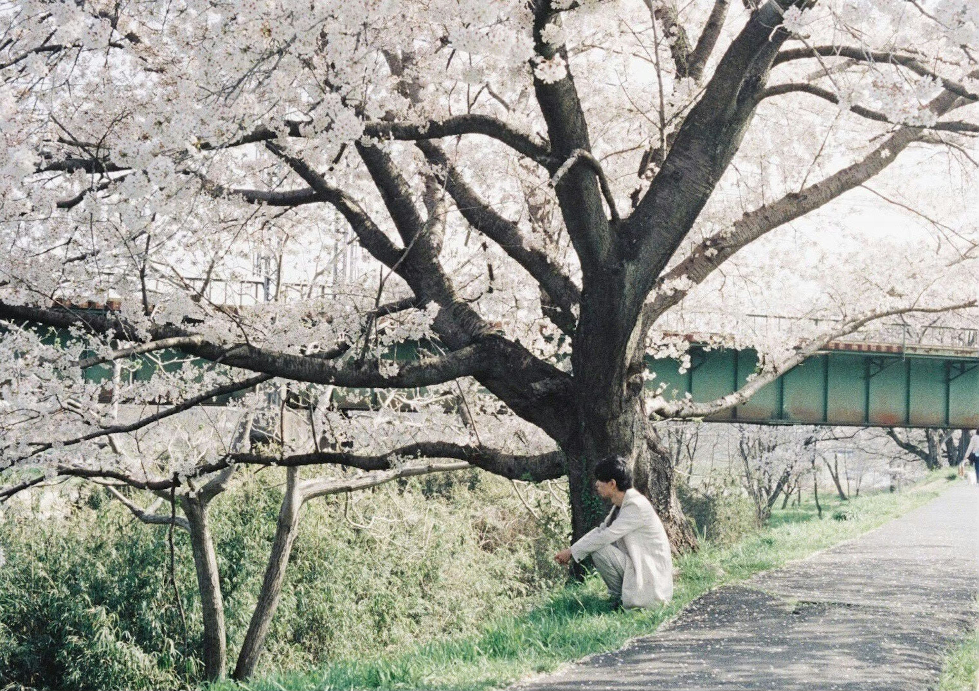 Una mujer sentada bajo un árbol de cerezo en flor